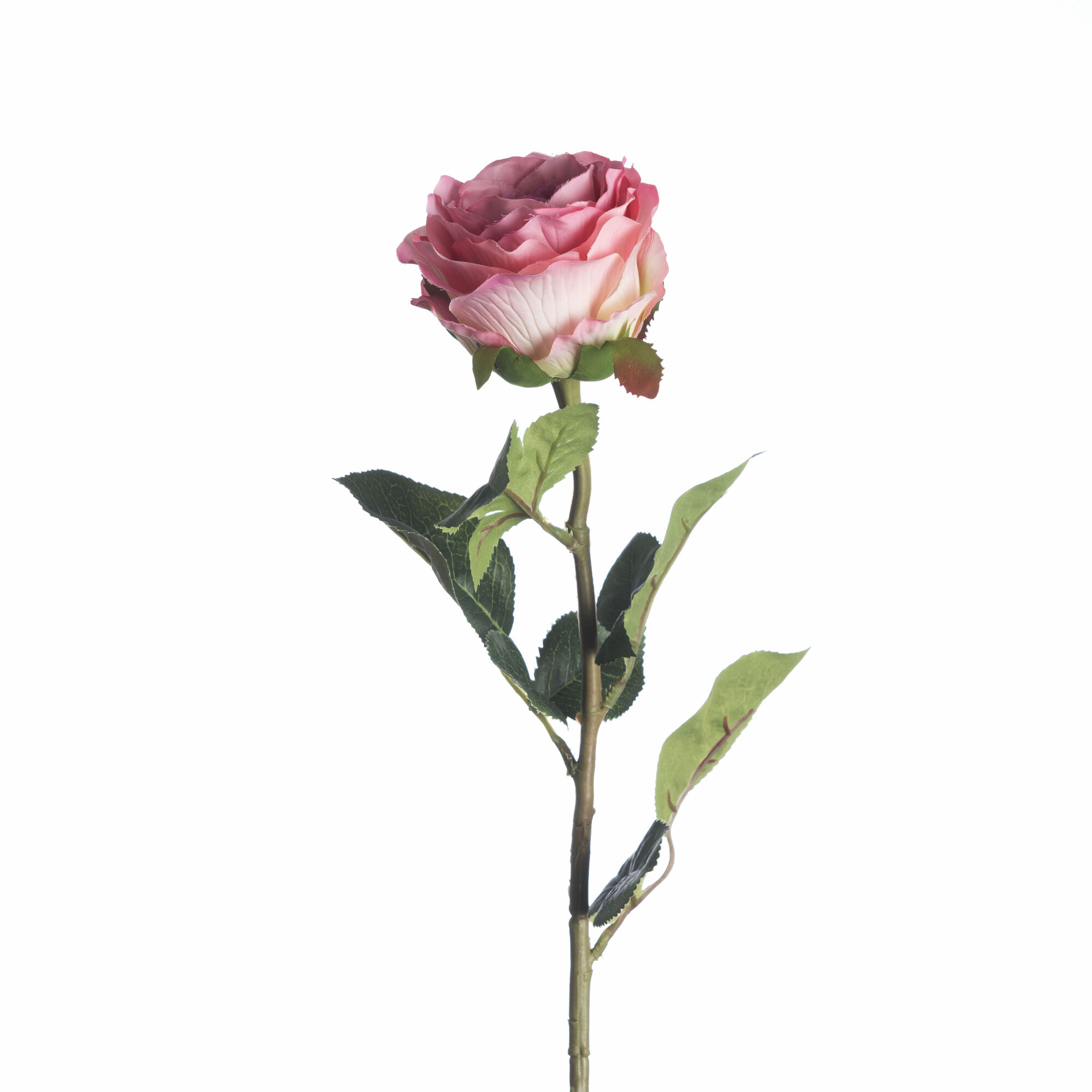 Rosa - Mauve