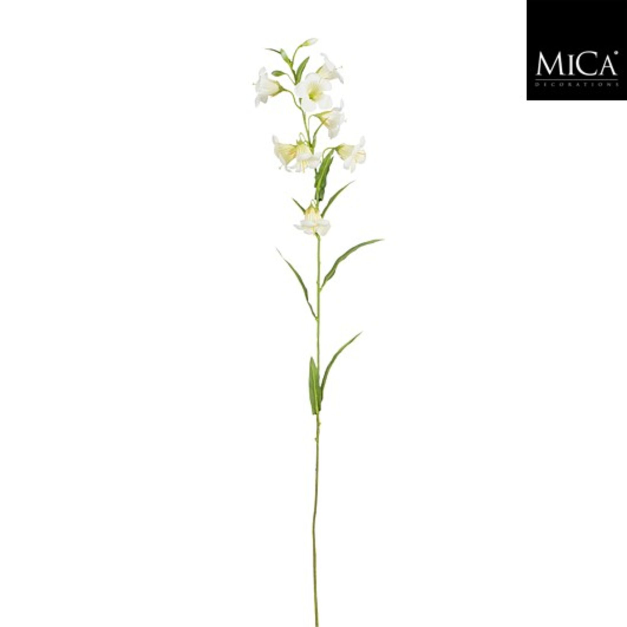 Campanula wit