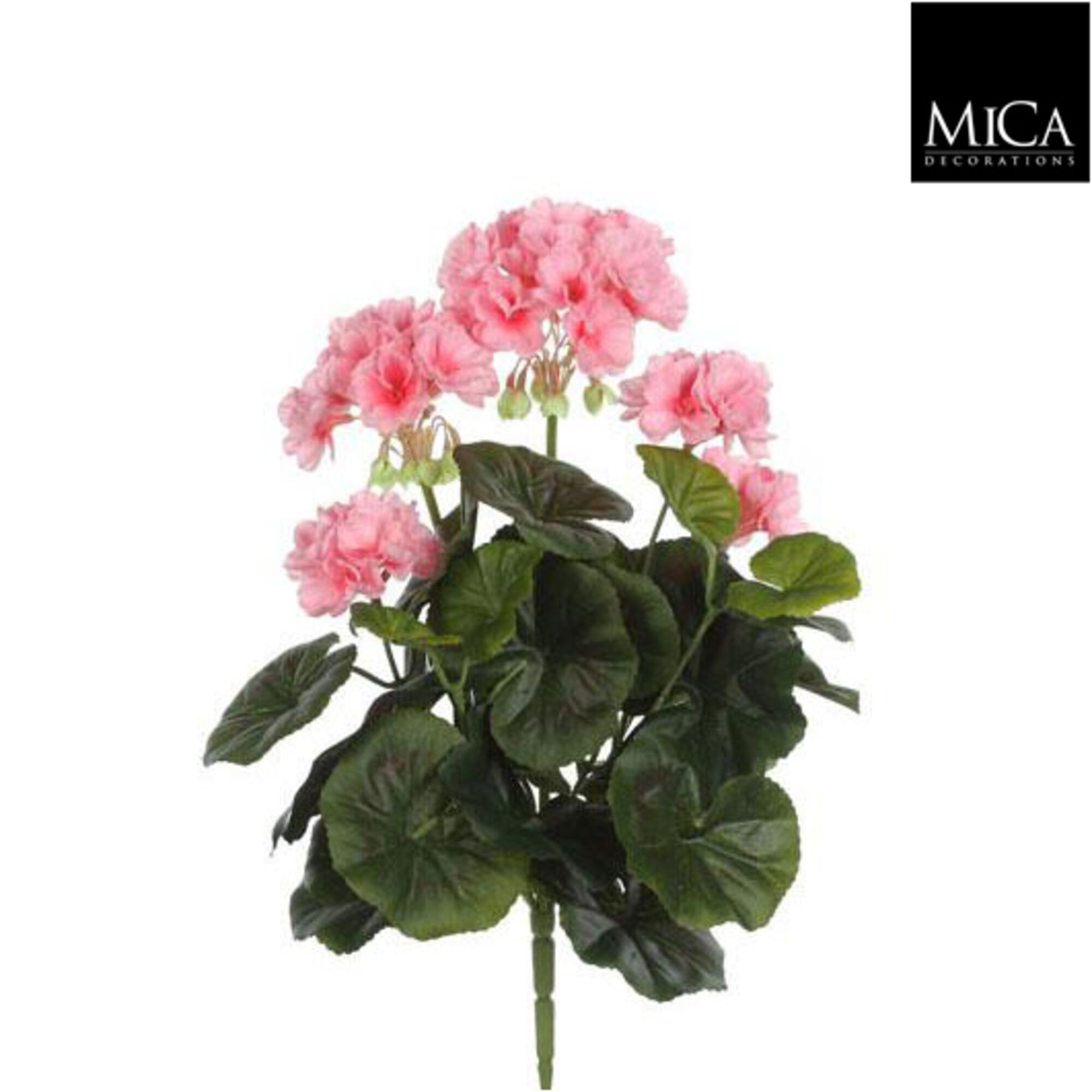 Geranium roze
