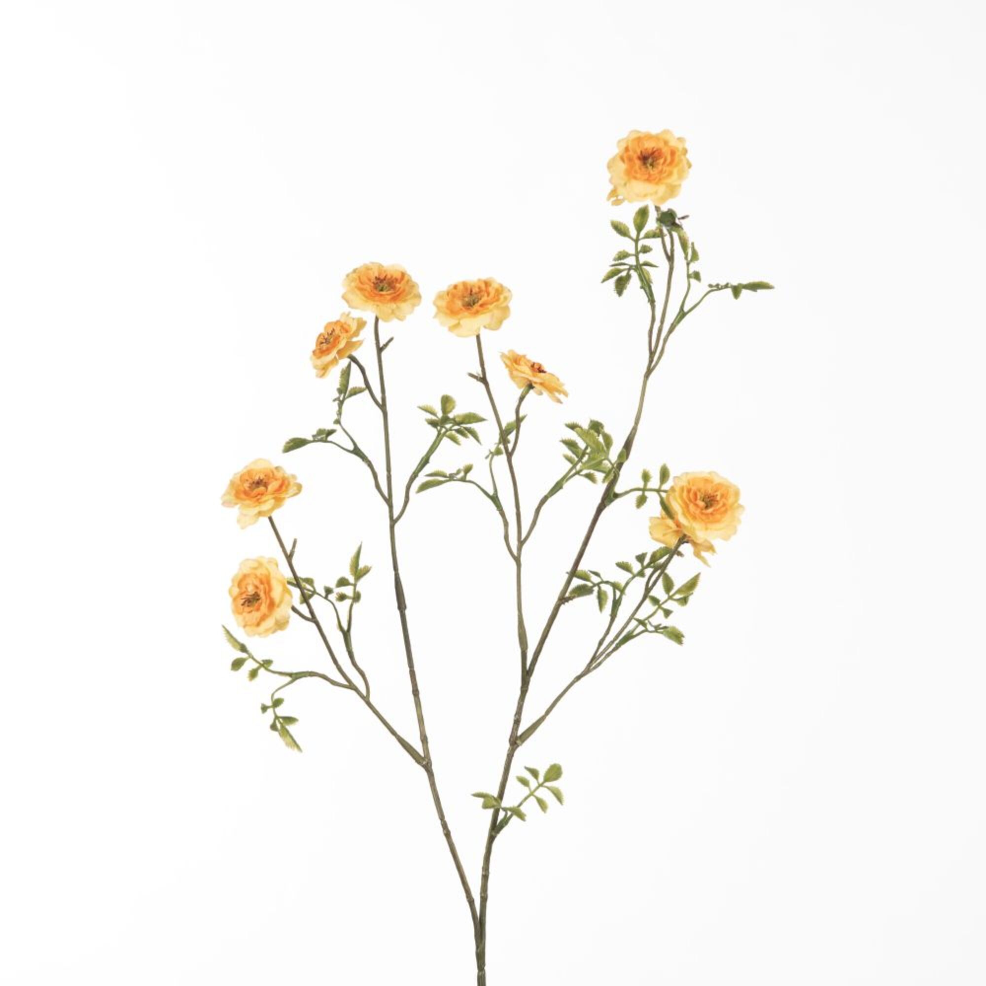 Rosa Wild - Orange