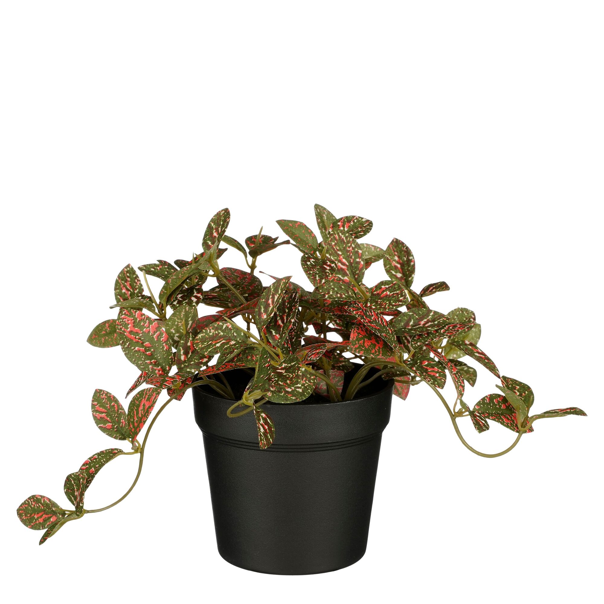 Fittonia in pot rood