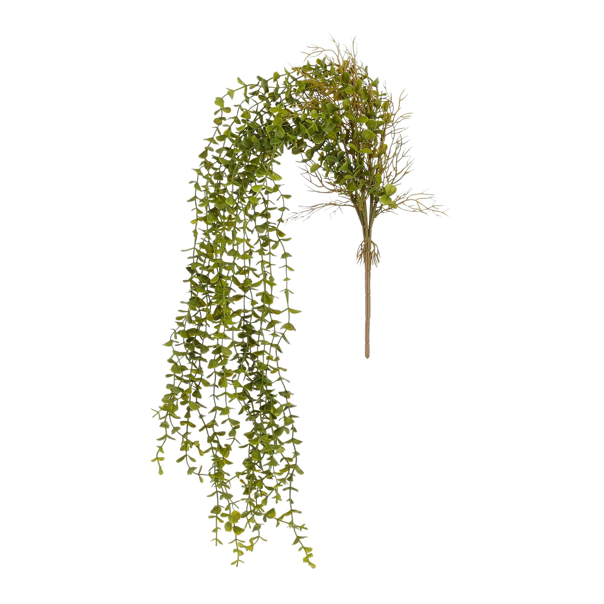 Buxus hangend groen