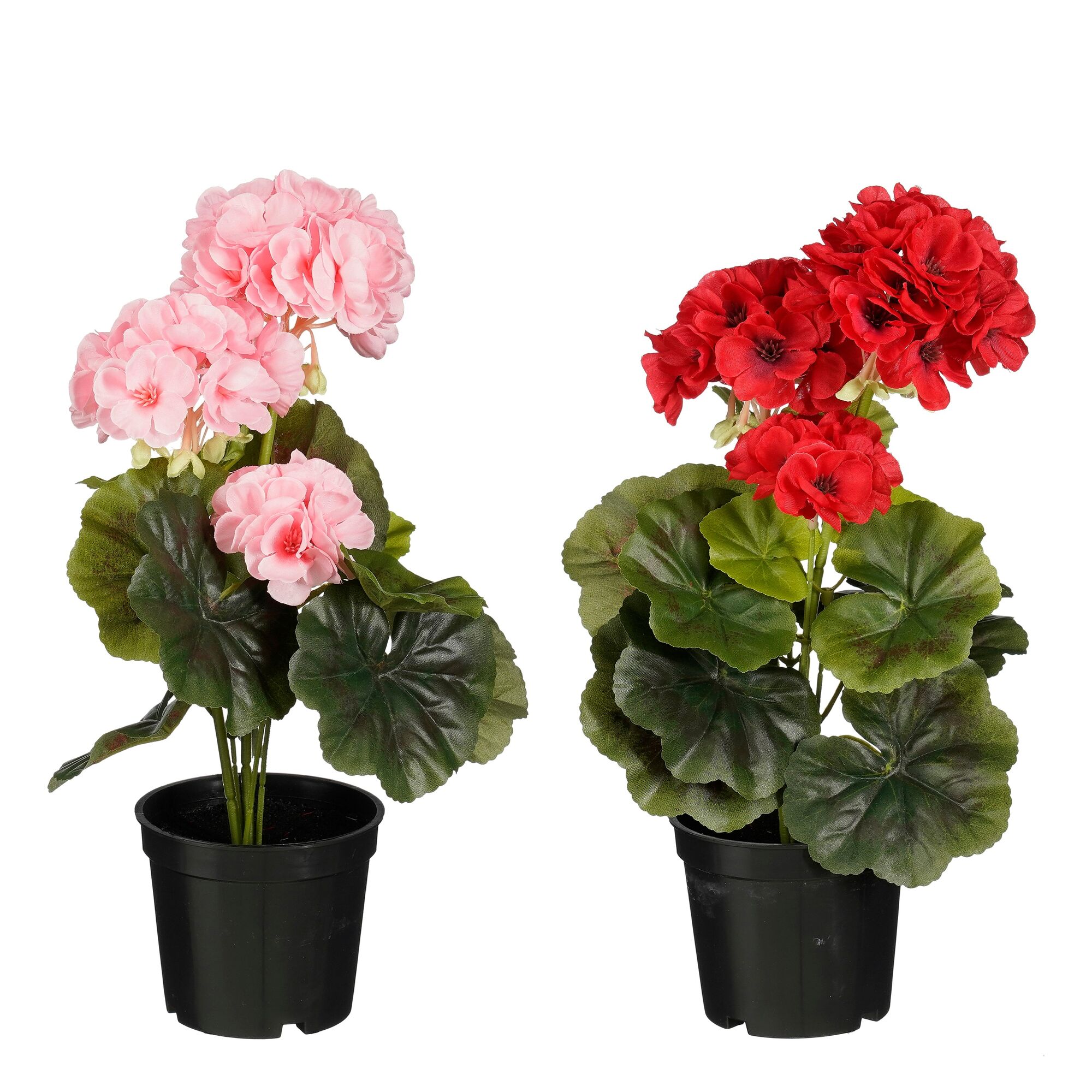 Geranium in pot rood roze 2 assorti tray 24 stuks