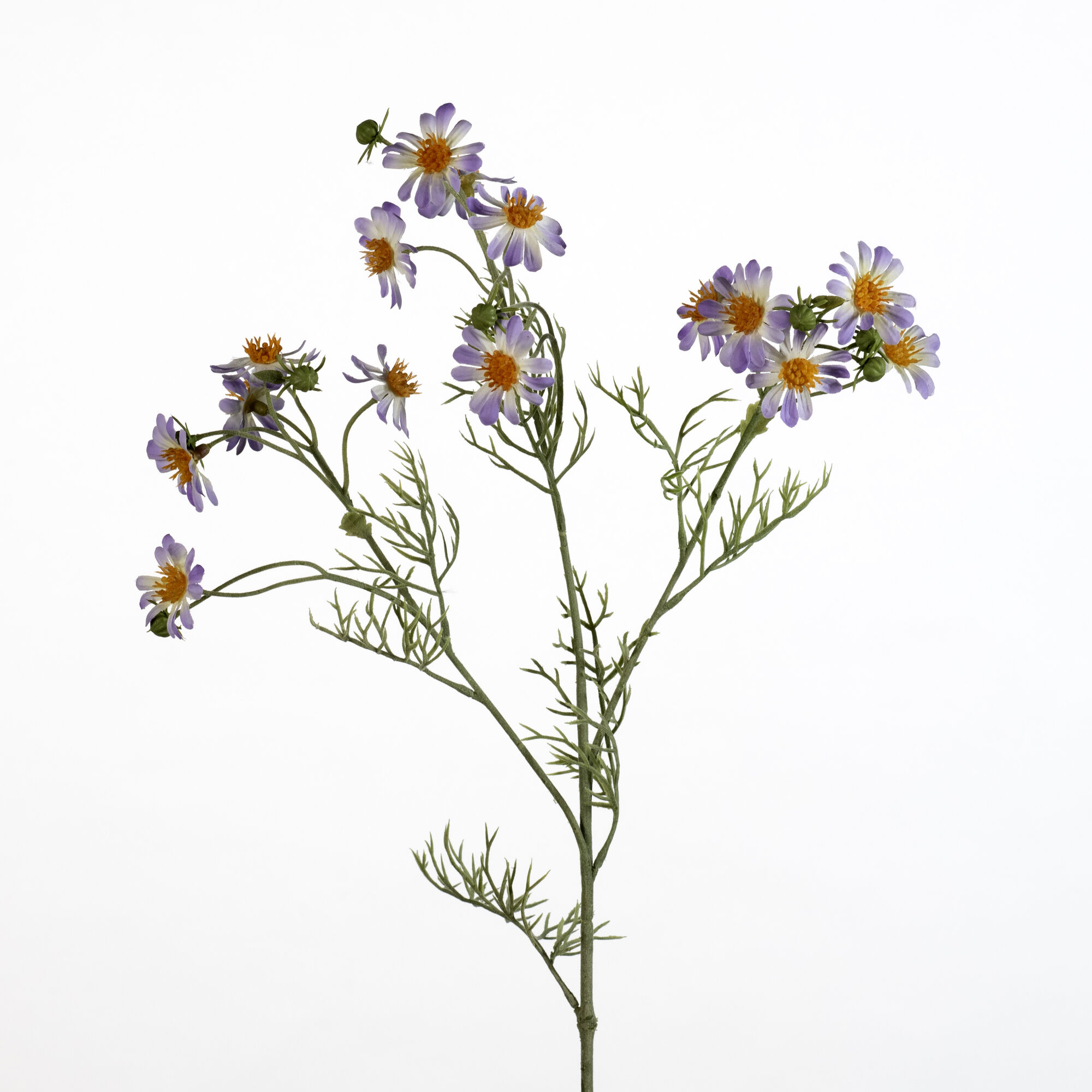 Matricaria Chamomilla - lilac