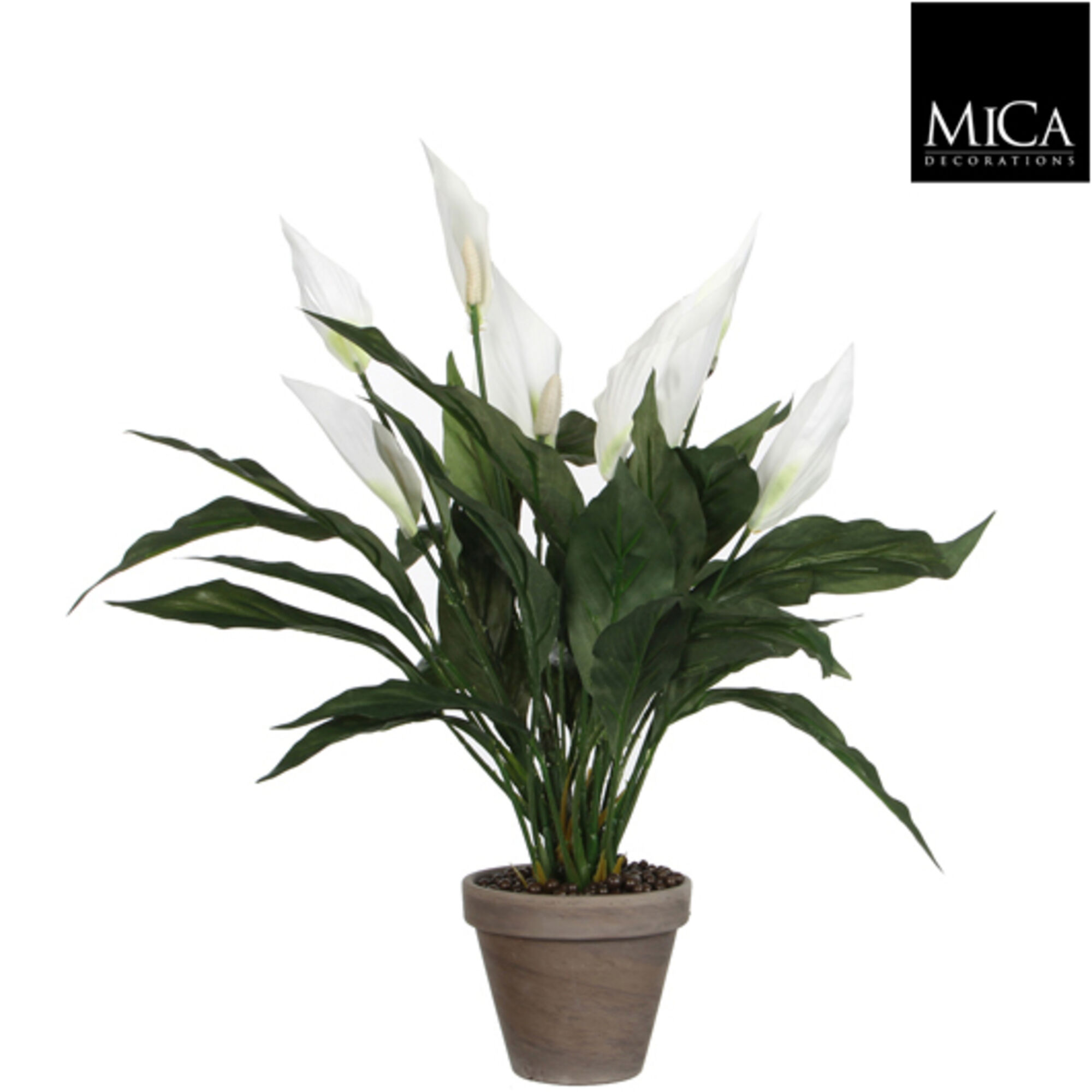 Spathiphyllum wit in pot Stan grijs d11,5cm