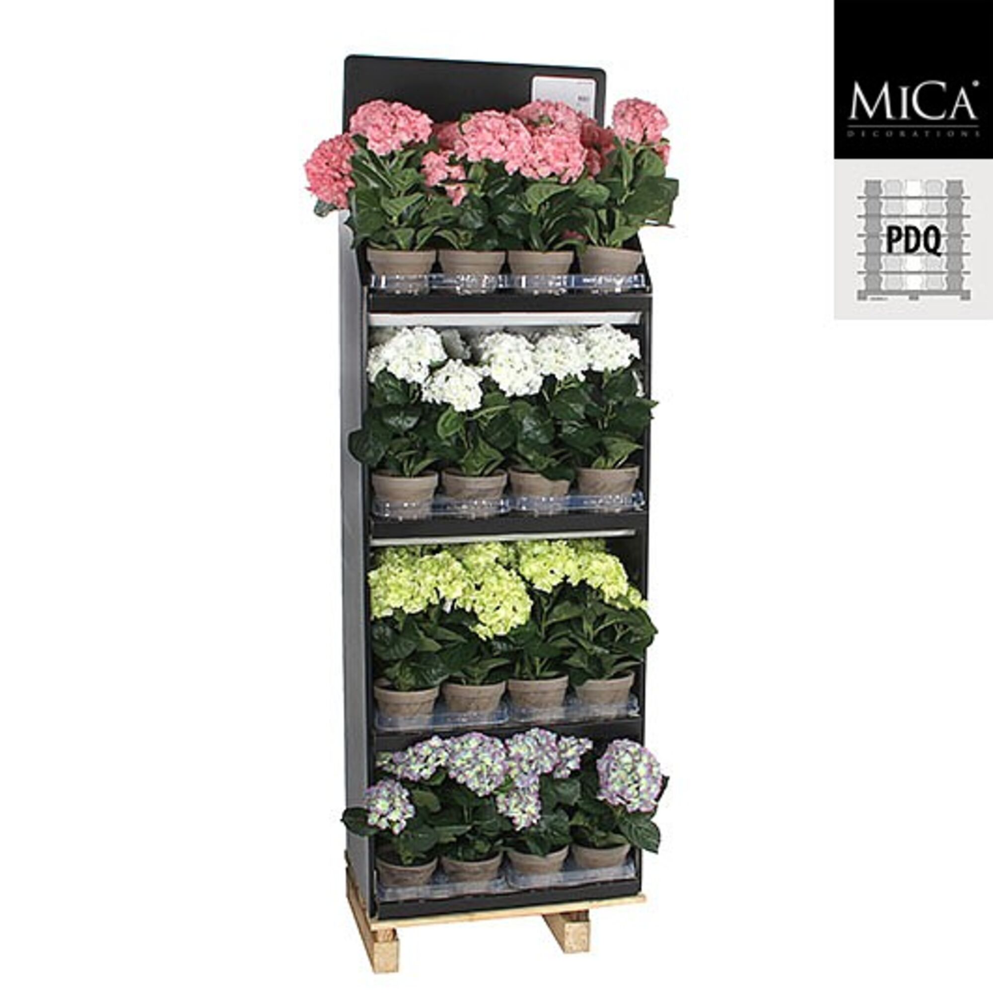 Hortensia in pot 4 assorti pdq 32 stuks