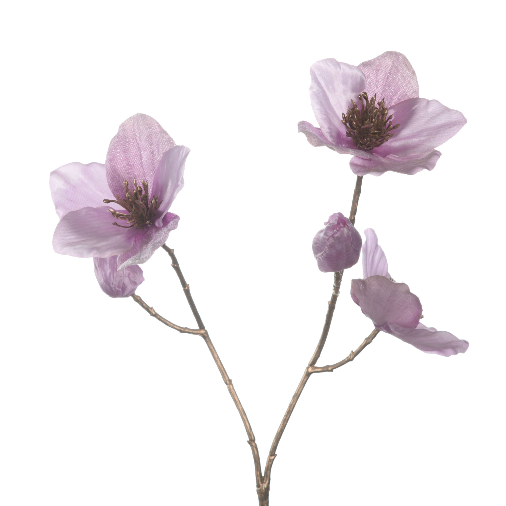 Helleborus x3 lilac