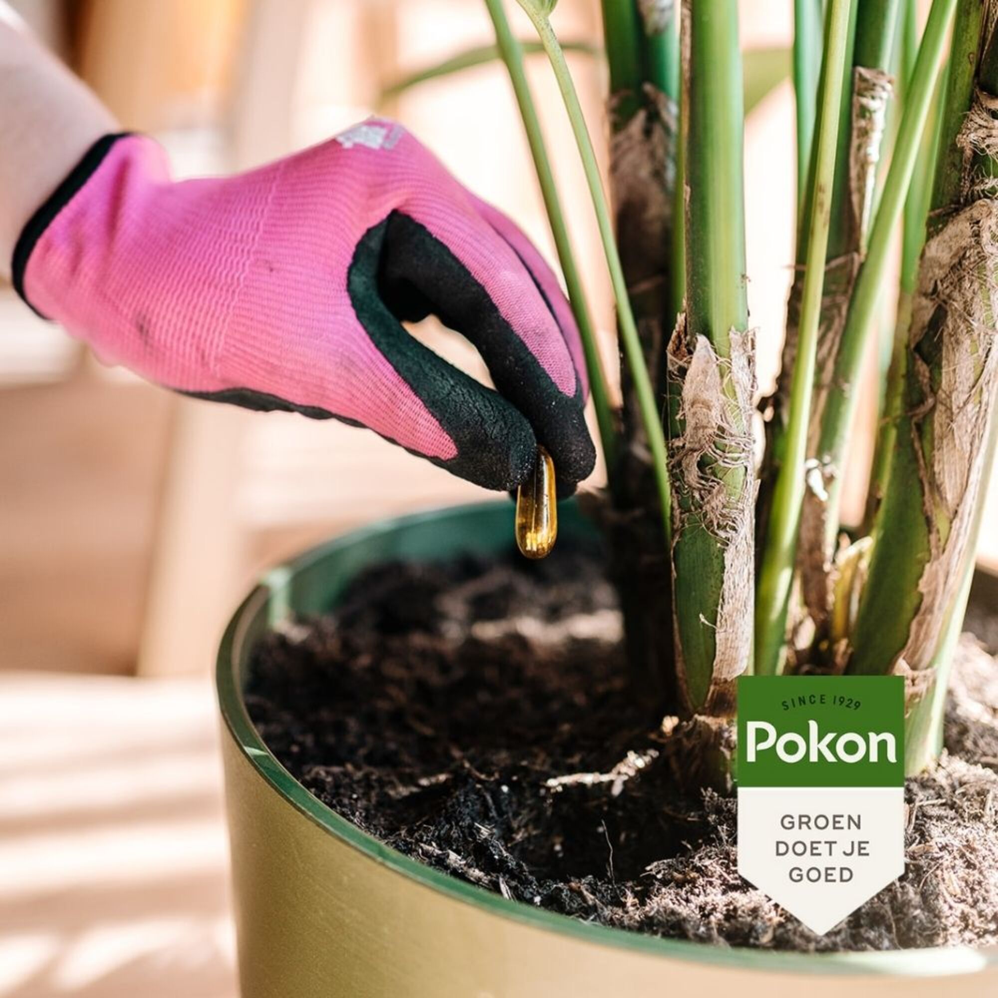 Pokon Bio Kuur Voor Weerbare een gezonde Bodem Concentraat