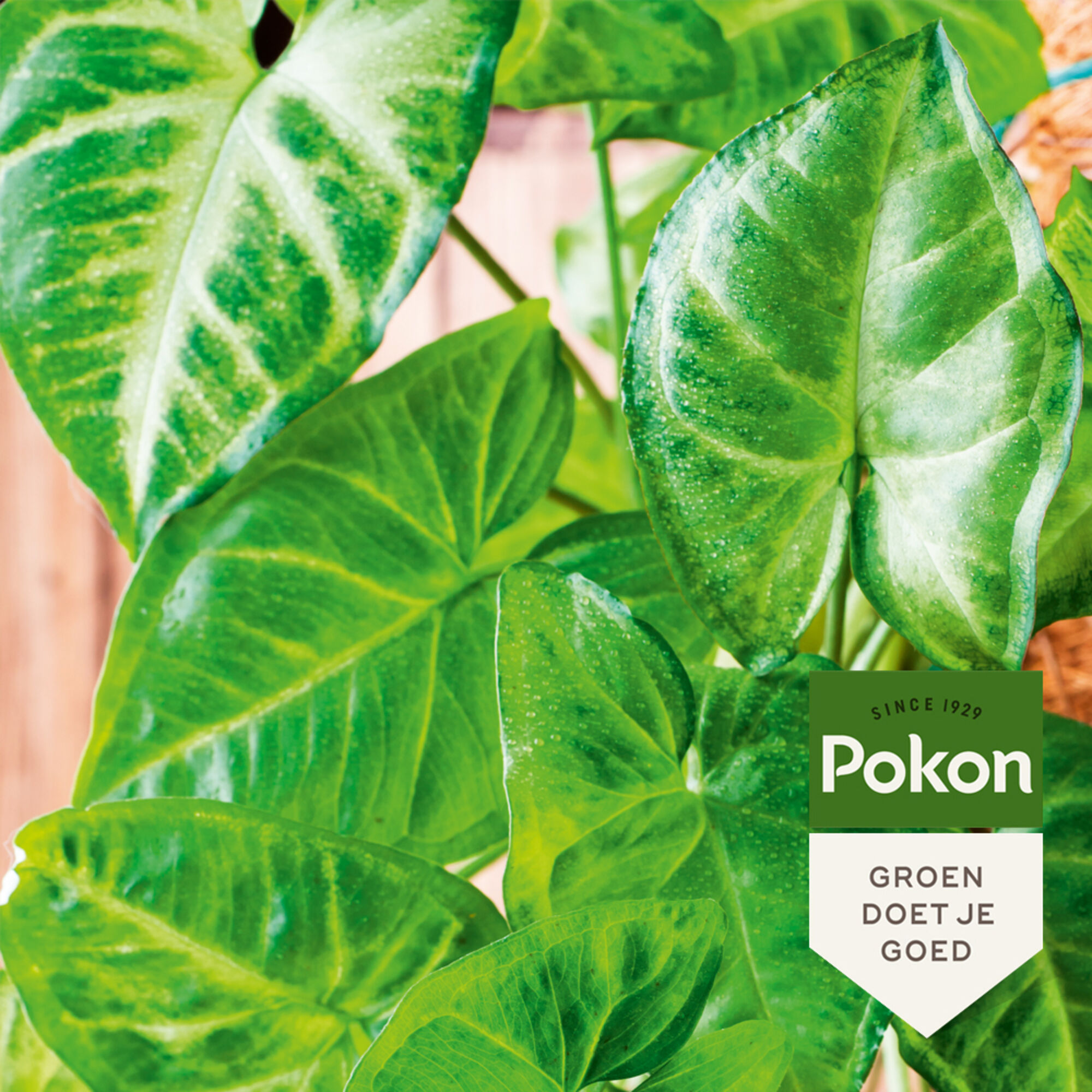 Pokon Bladglans