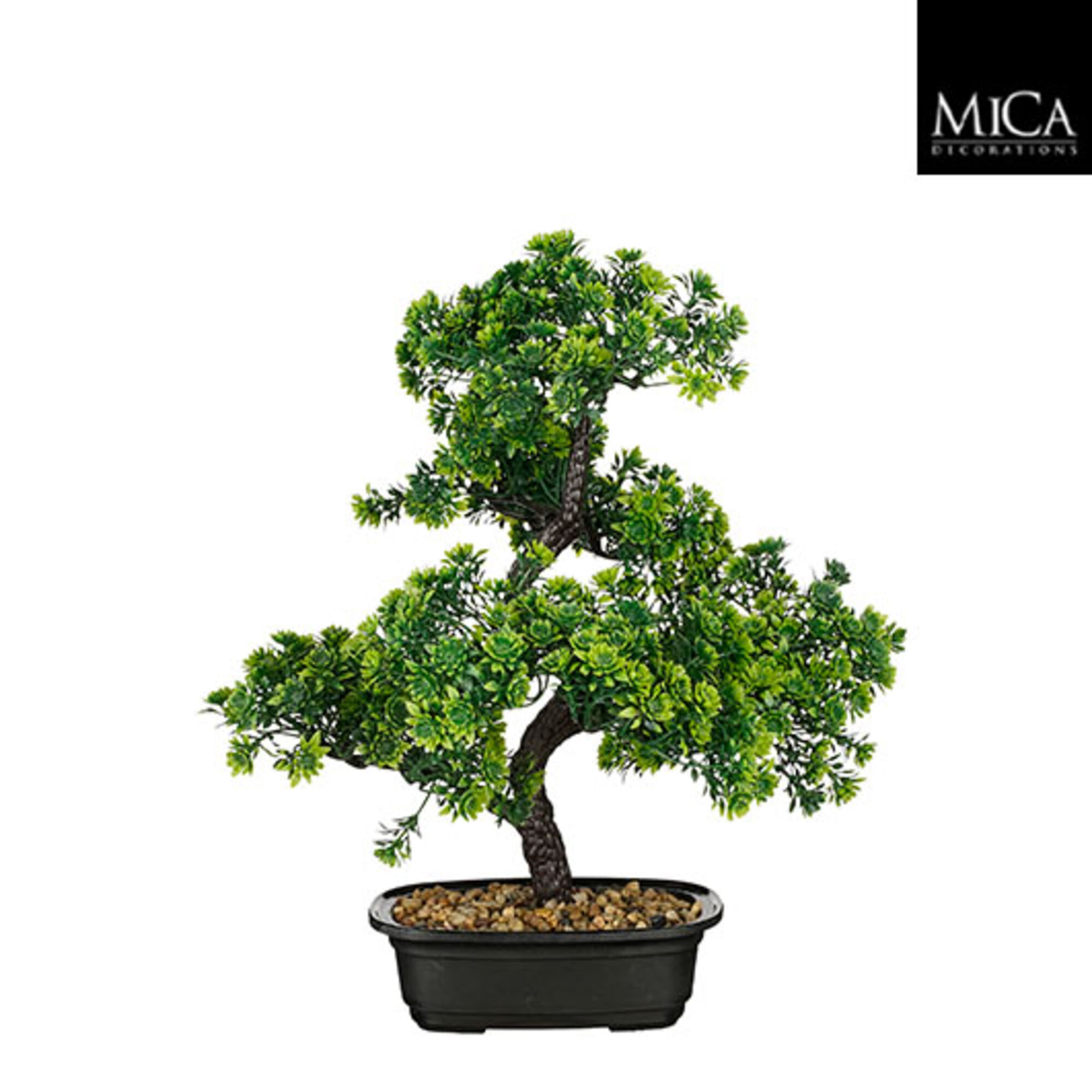 Bonsai in pot groen