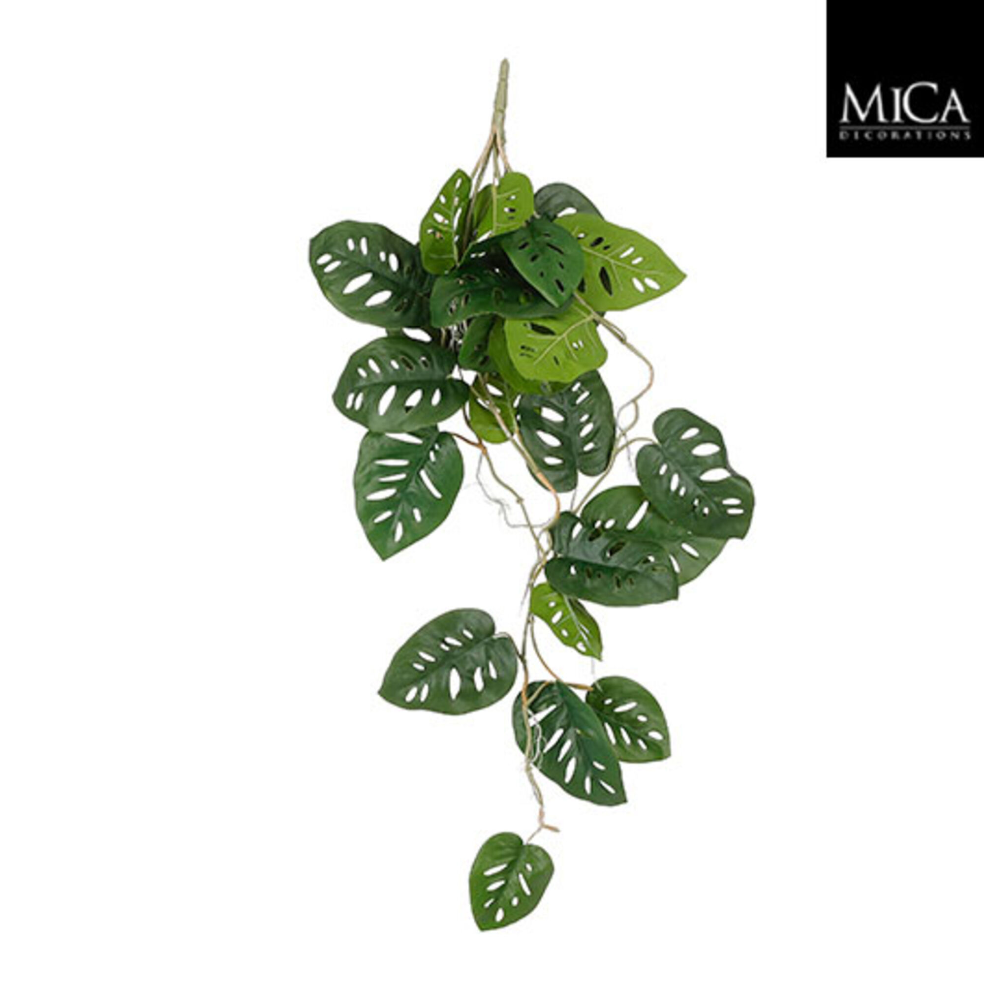 Monstera hangend groen