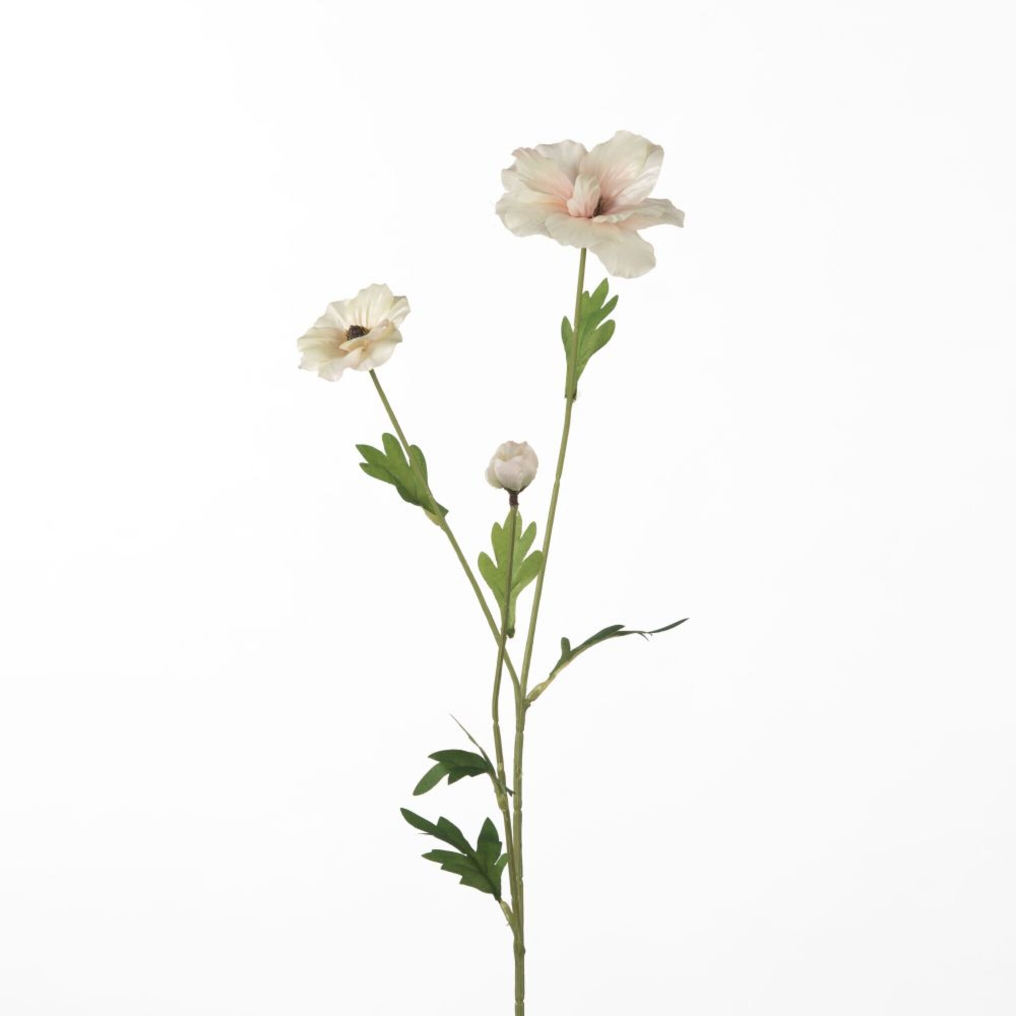 Ranunculus Butterfly - Pink