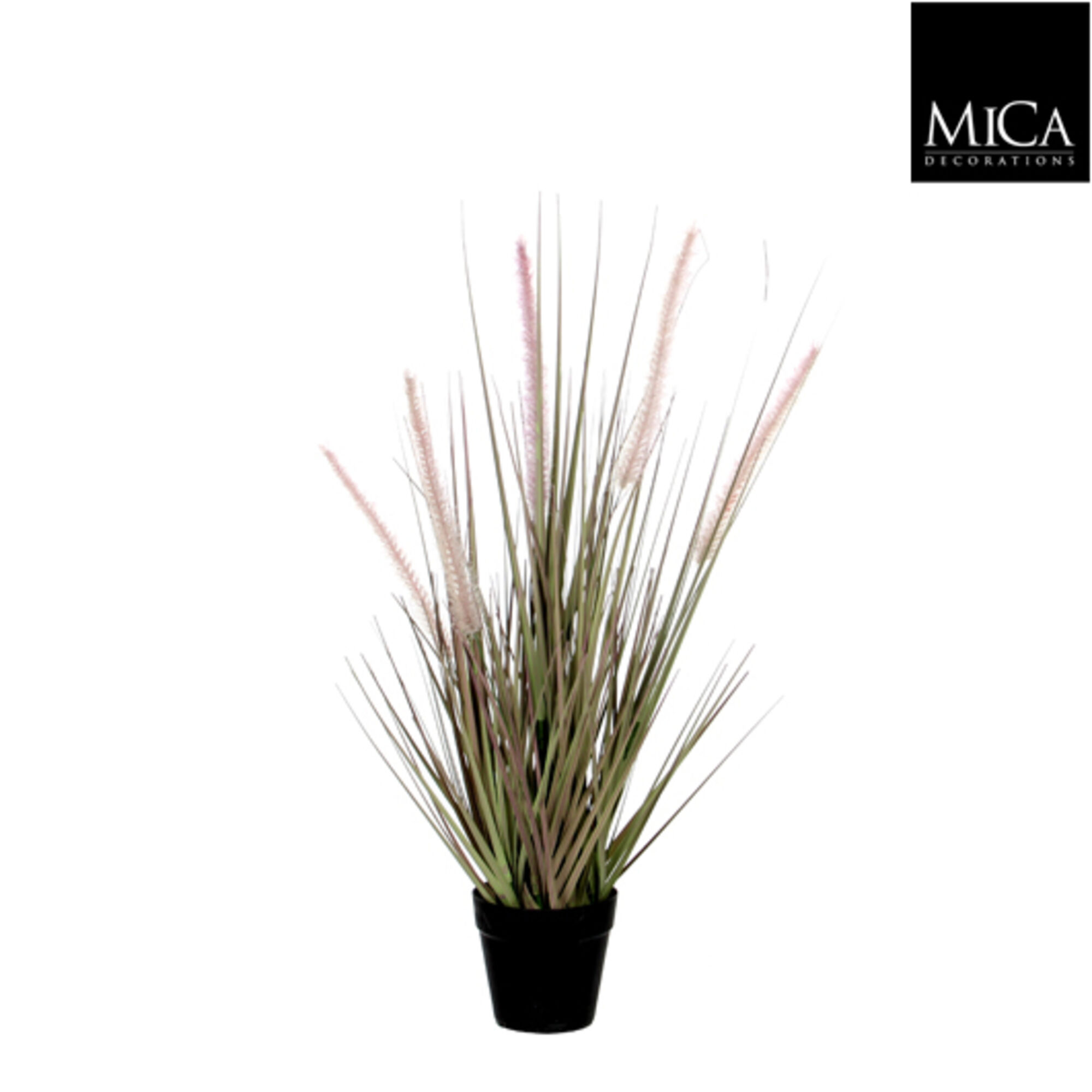 Dogtail gras paars in pot d10cm