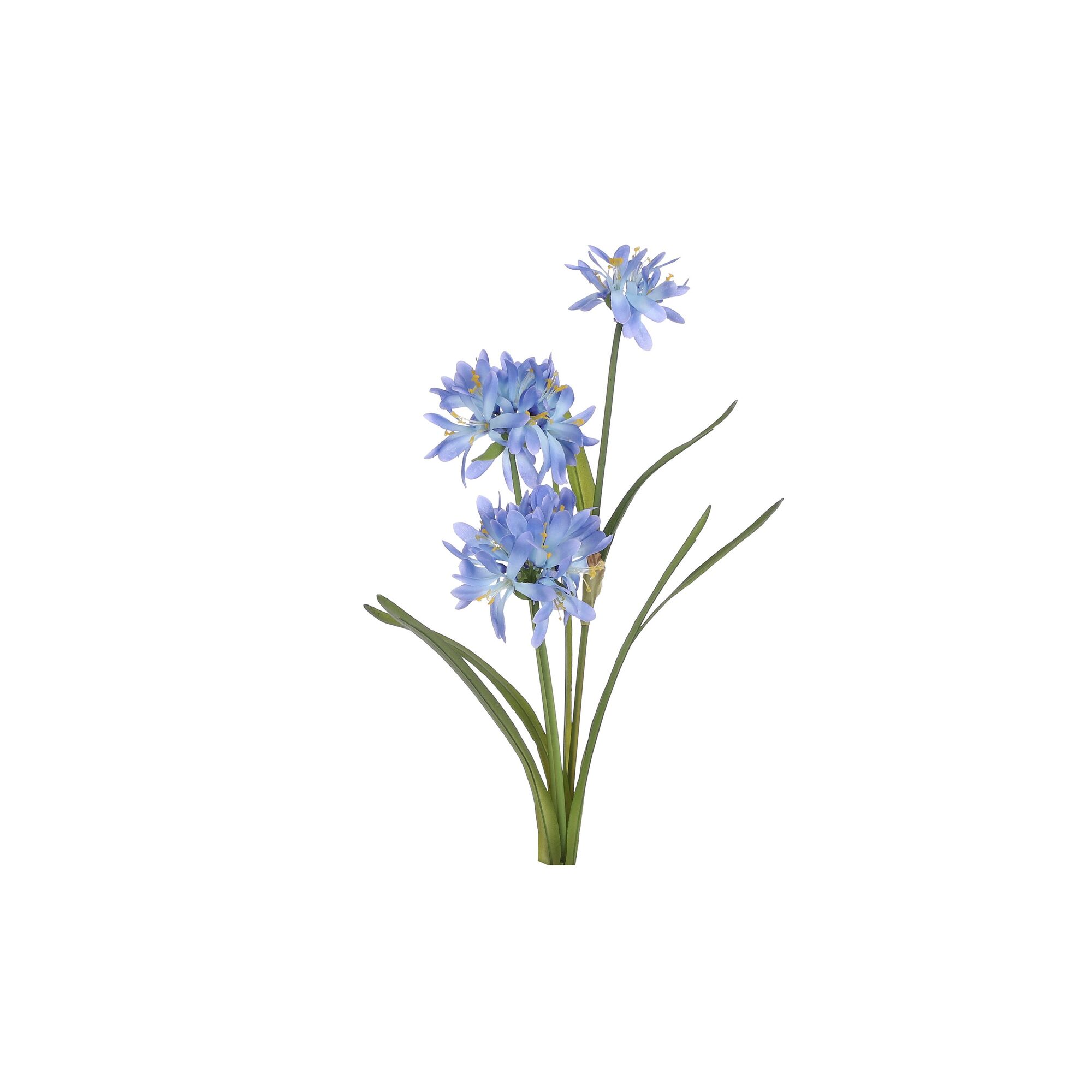 Agapanthus blauw