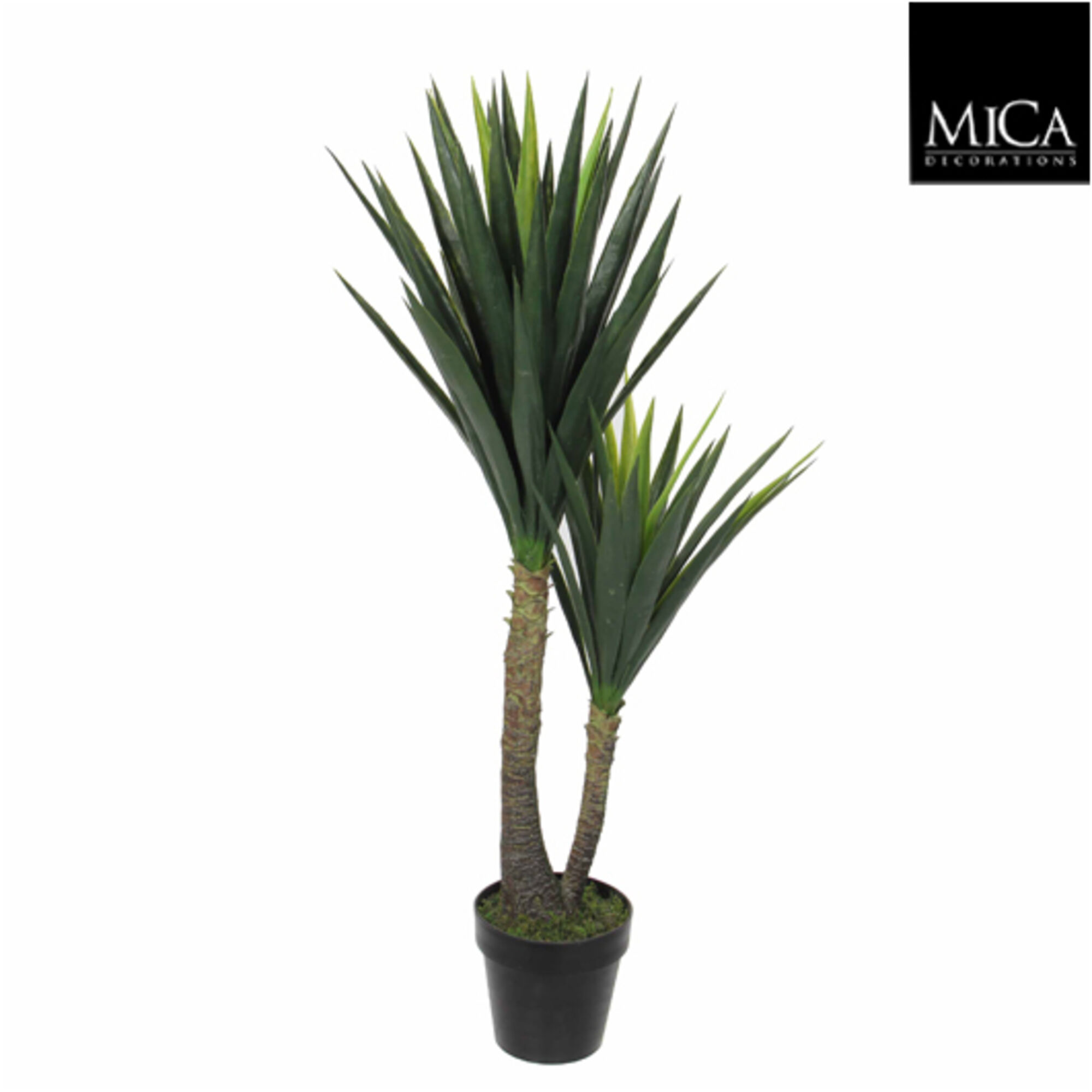 Yucca in pot groen