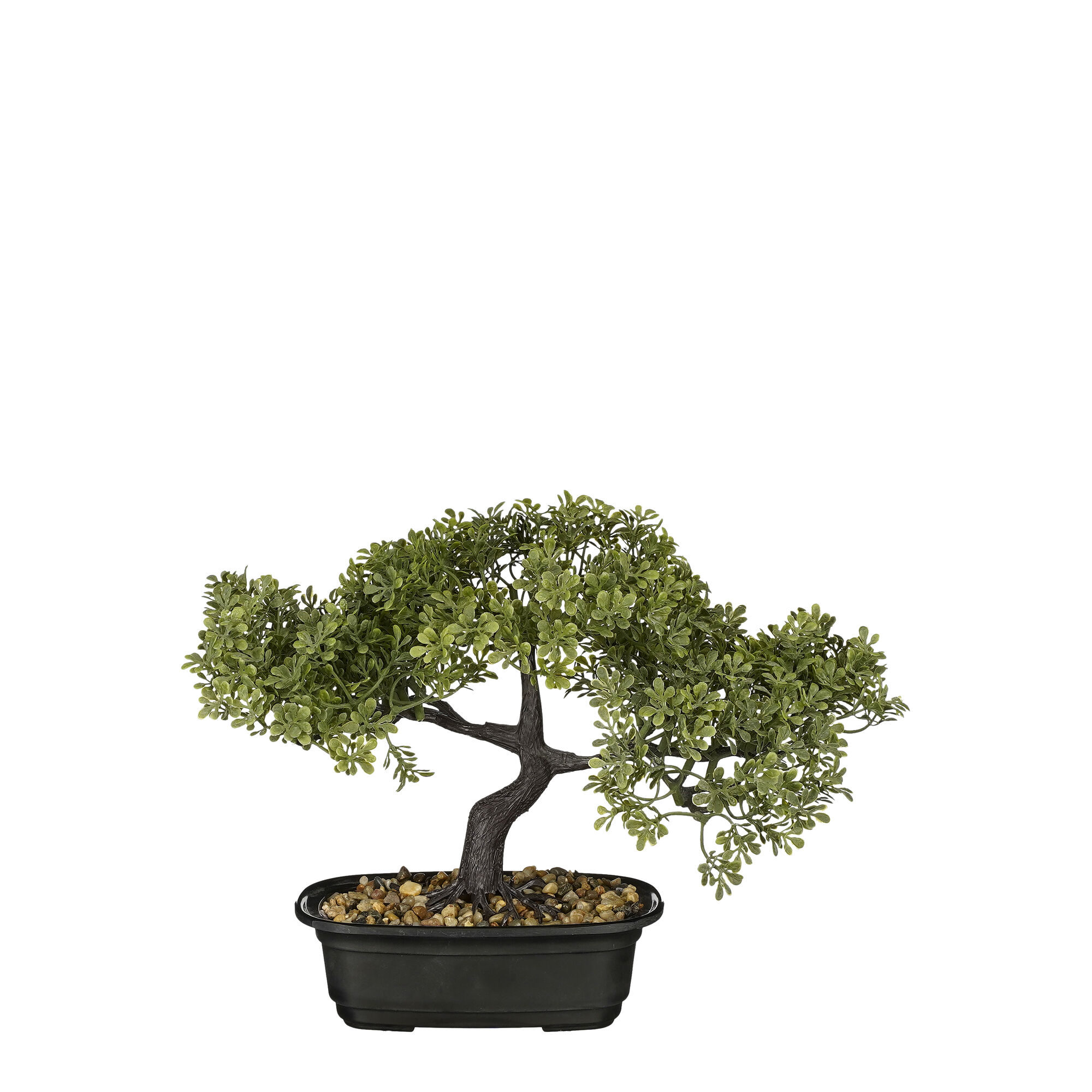 Bonsai in pot groen