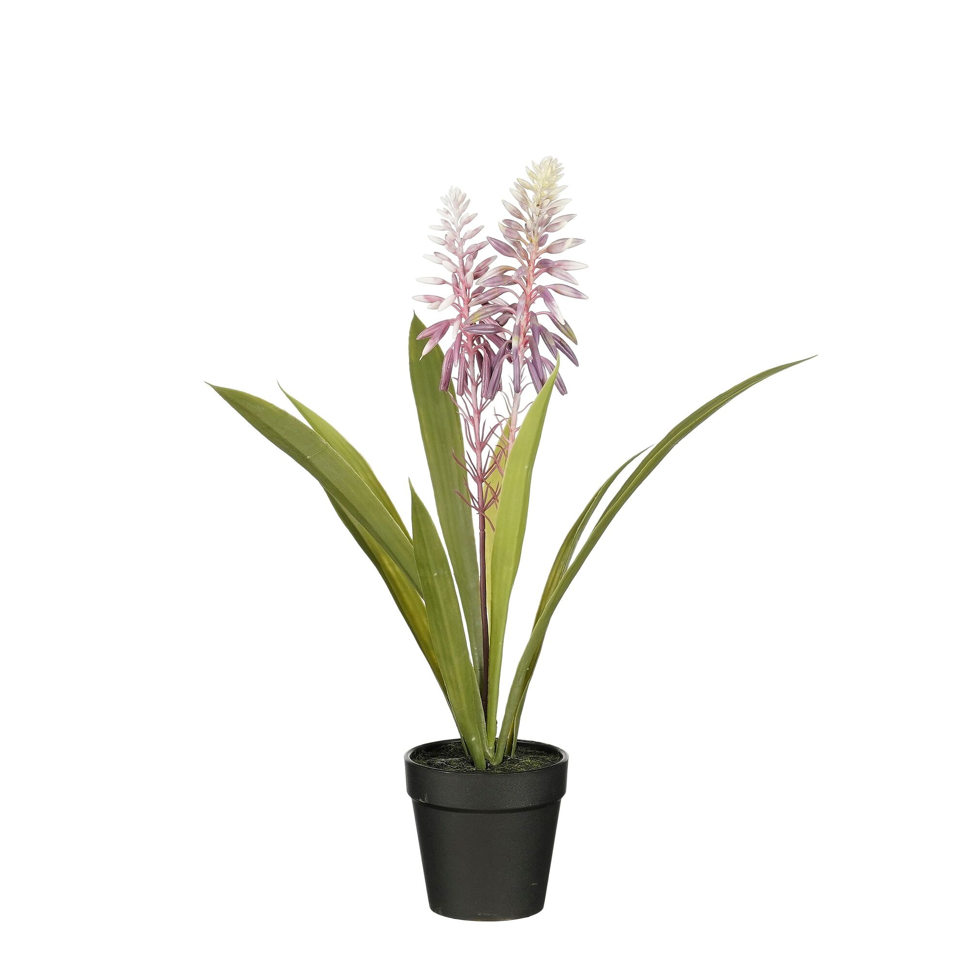 Aloe vera in pot paars