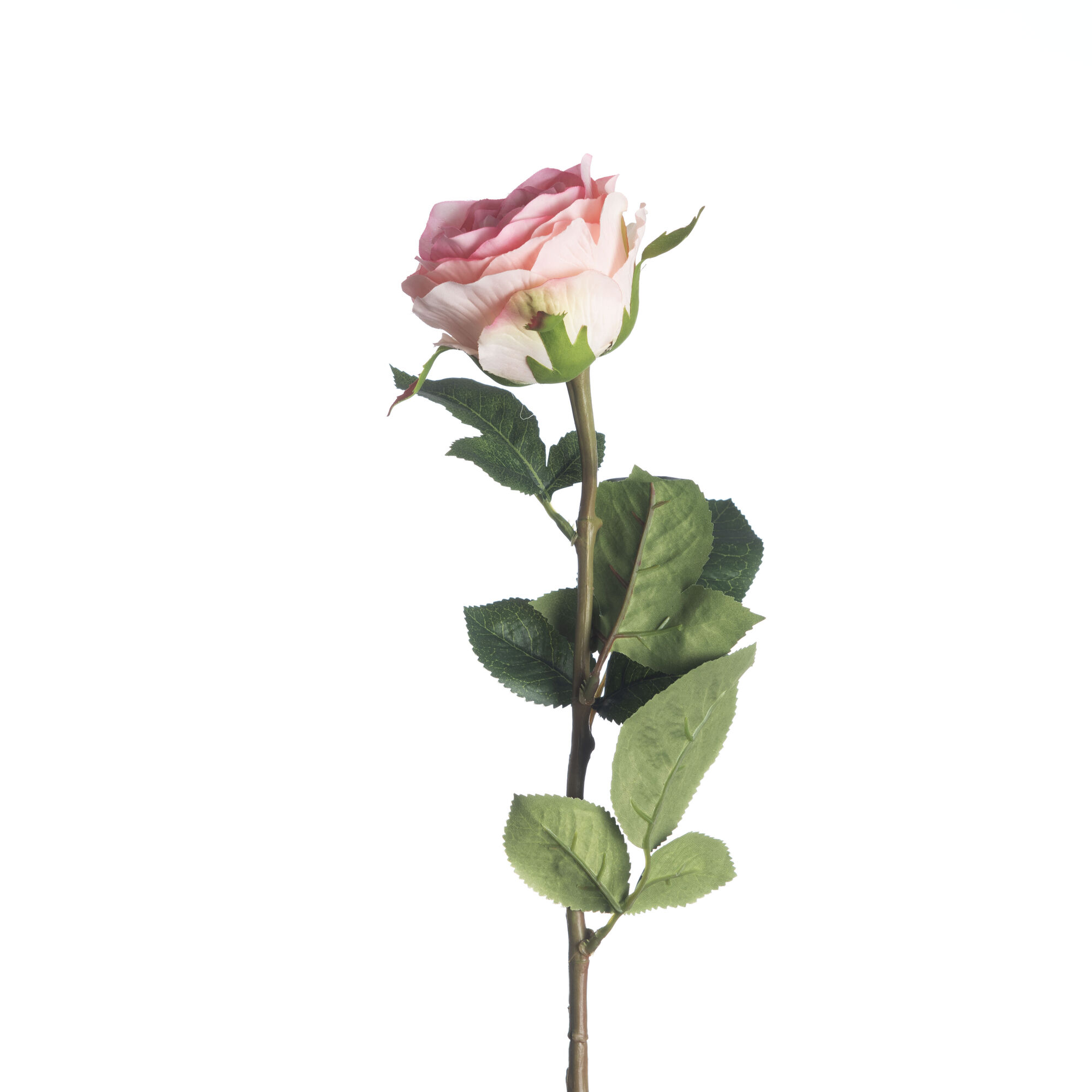 Rosa - L.Pink