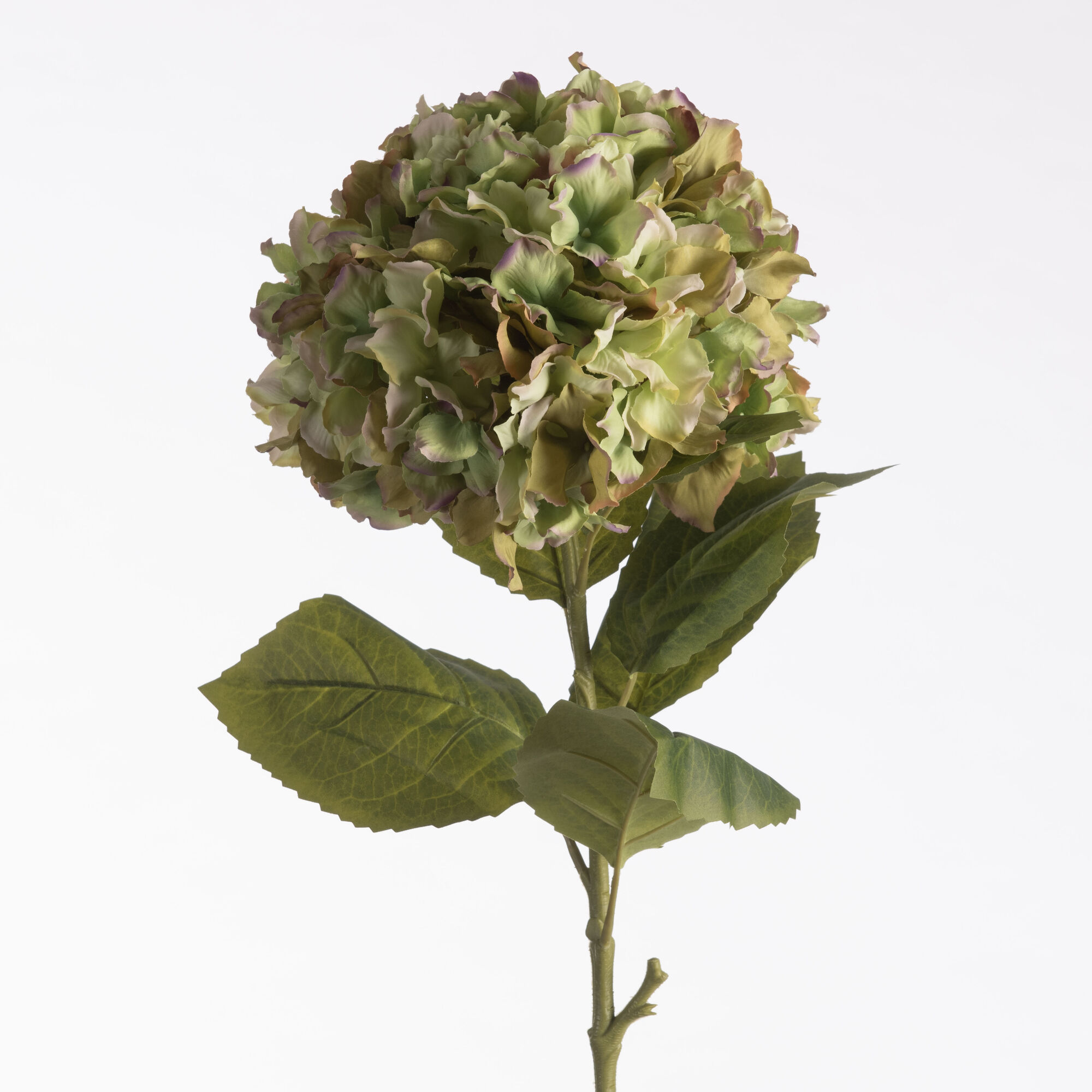 Hydrangea - Green