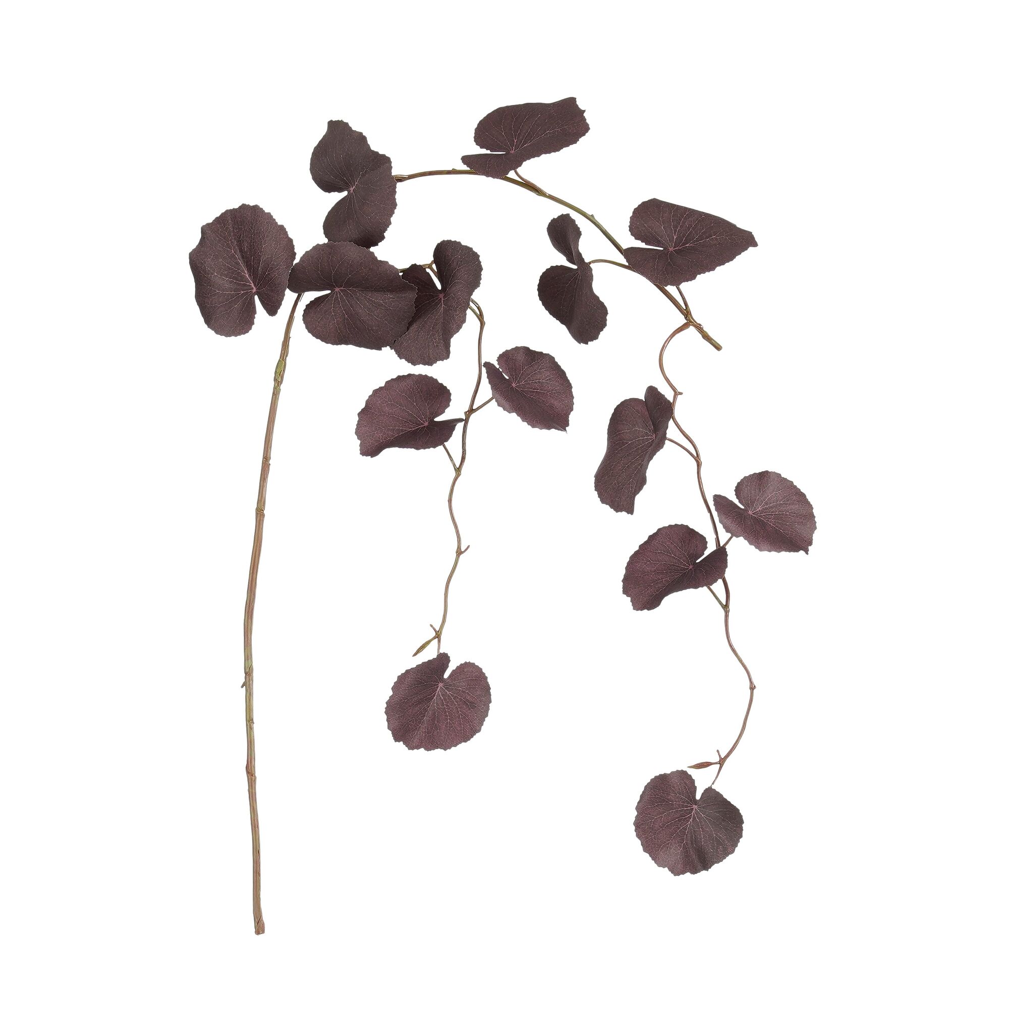 Galax hangend bordeaux