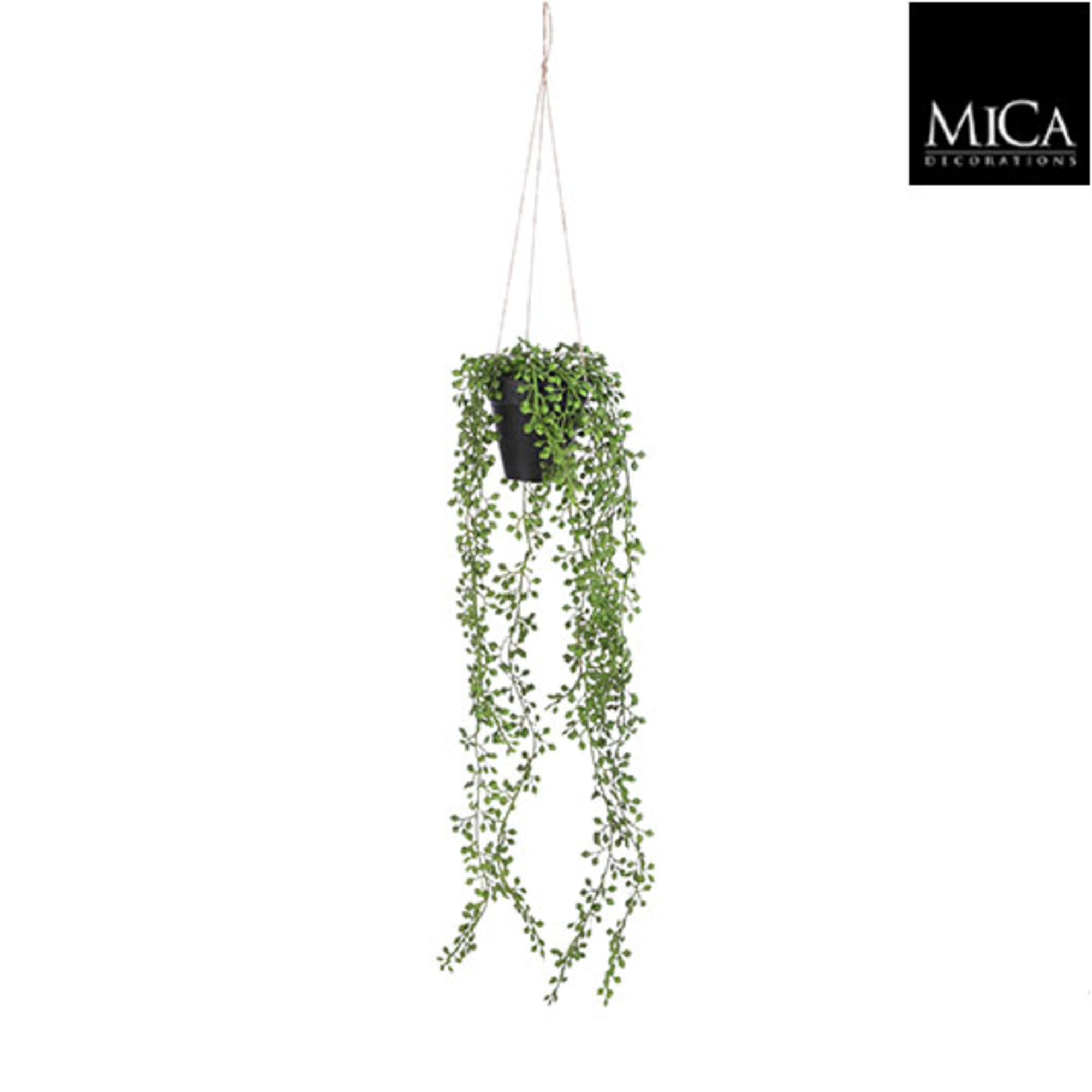Senecio hangend in pot groen