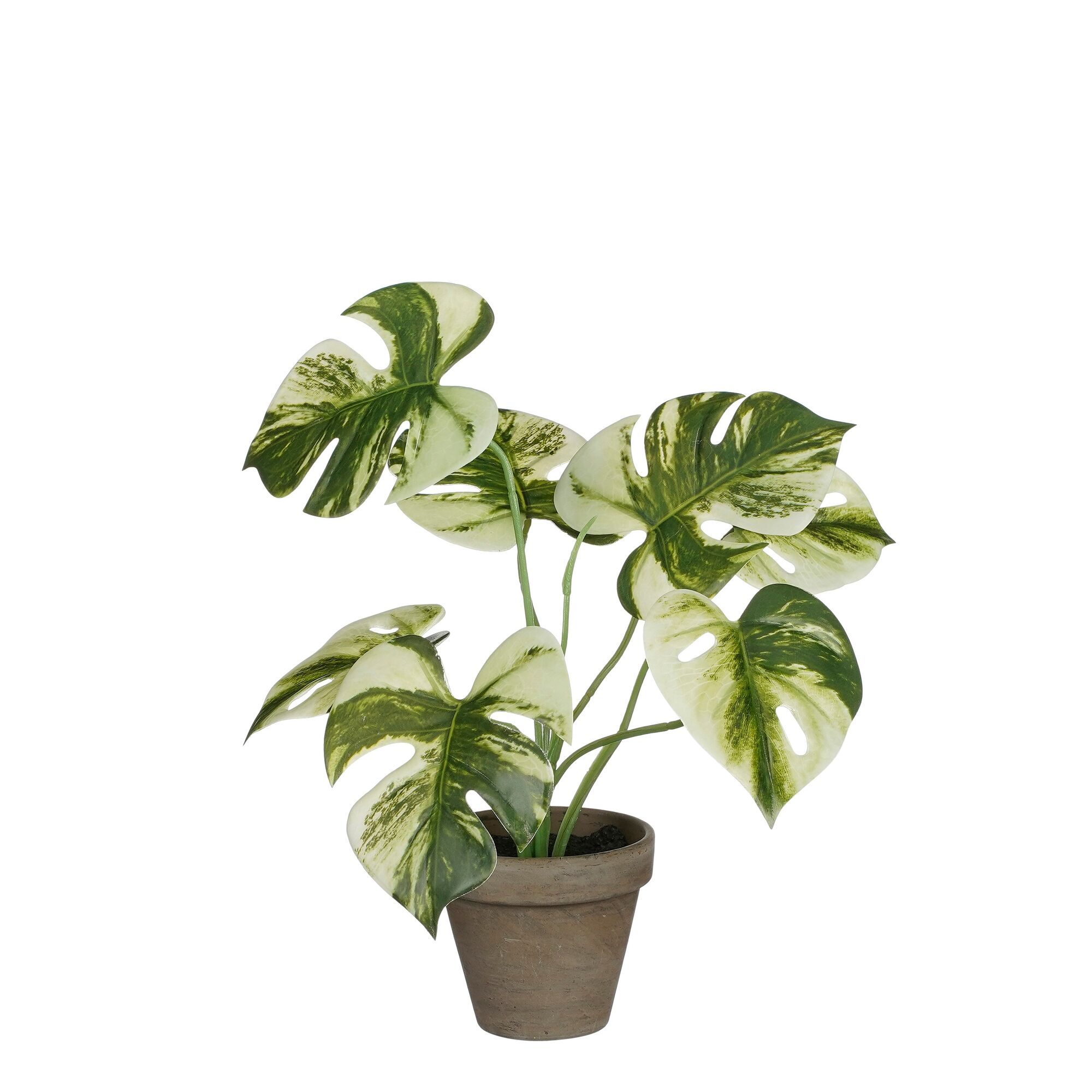 Monstera groen in pot Stan grijs d9cm