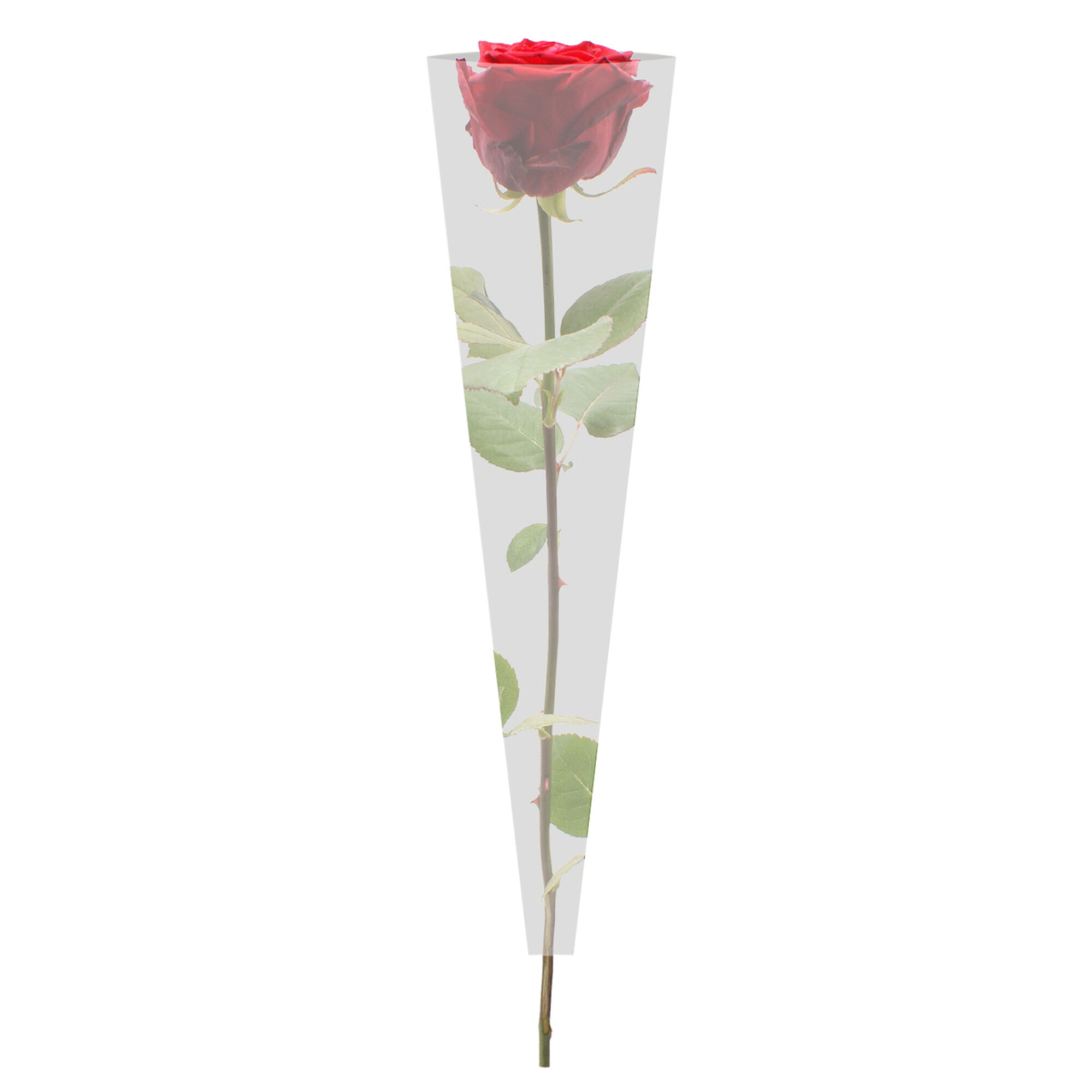 Hoes Single Rose - 70% PCR transparant