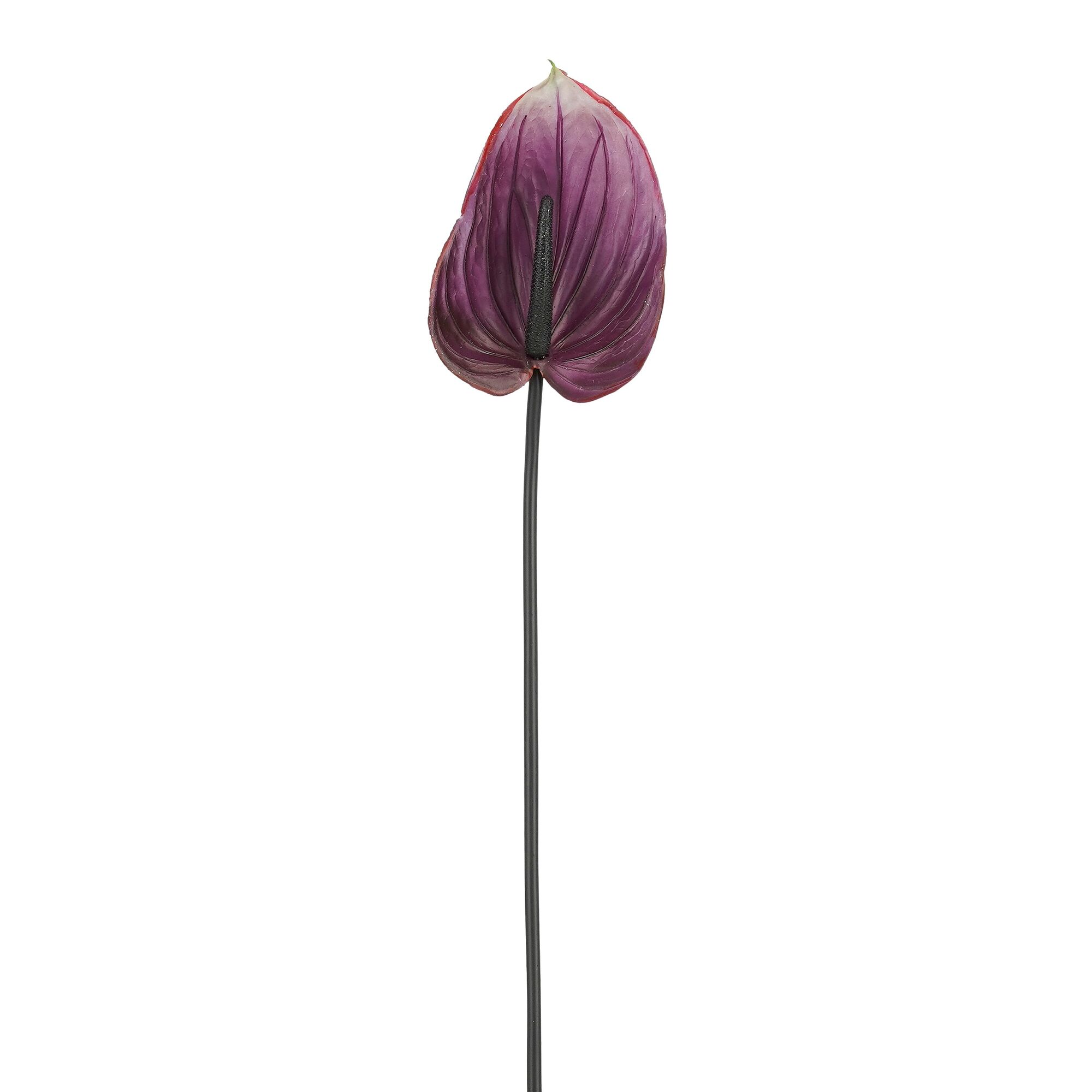 Anthurium paars Real Touch