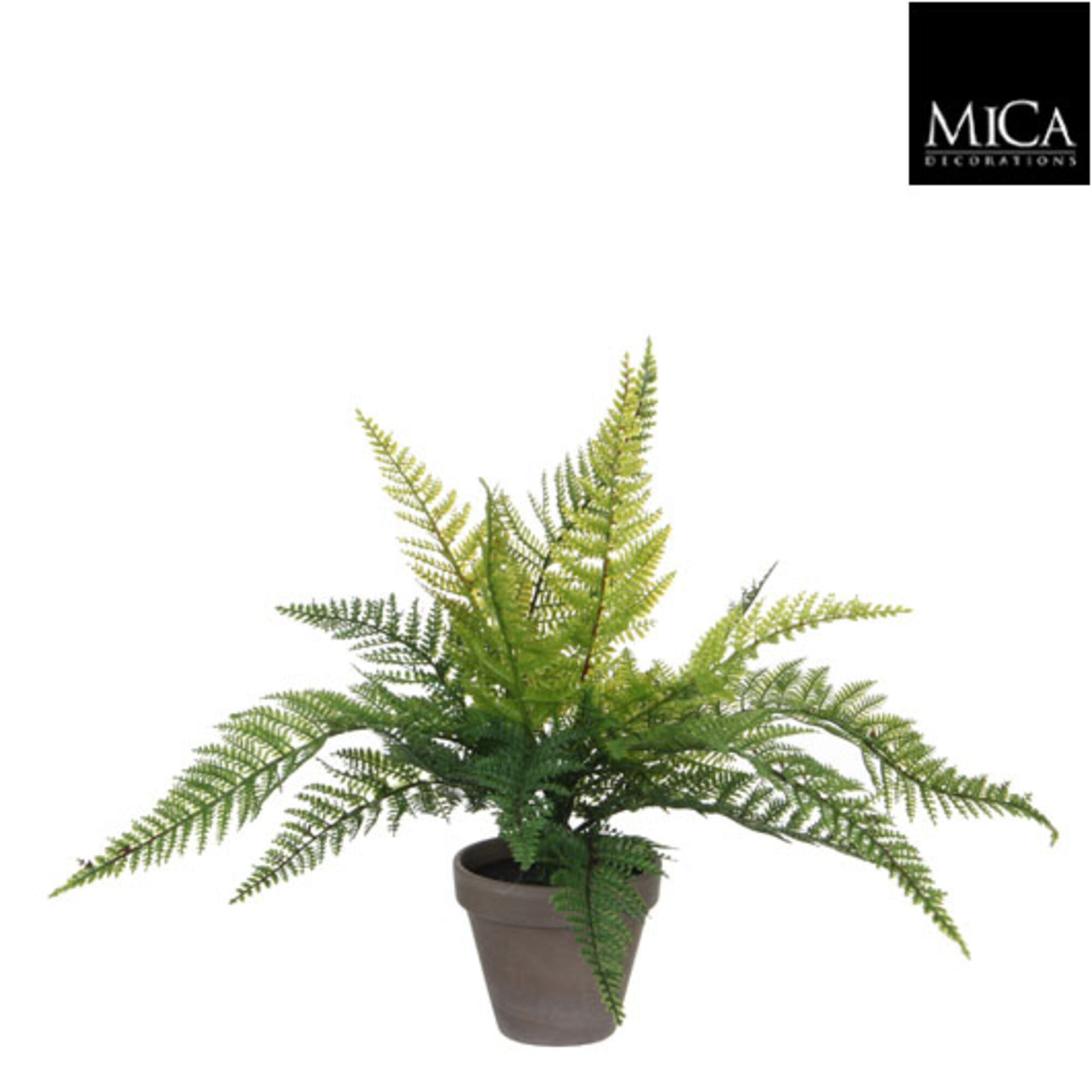 Varen groen in pot Stan grijs d11,5cm