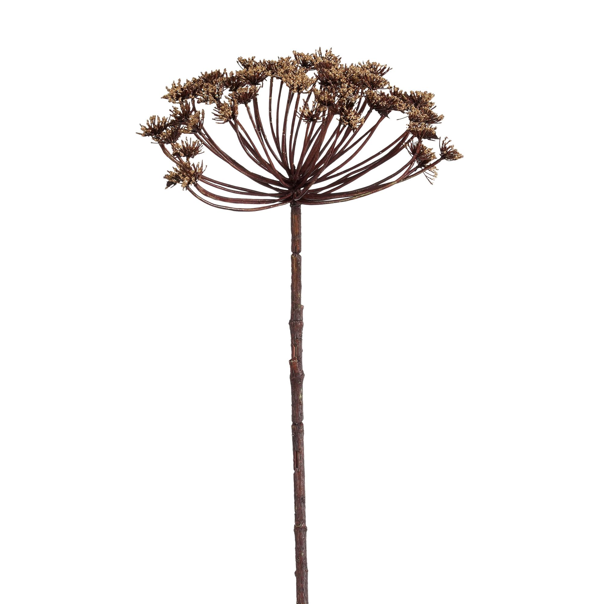 Daucus carota l.bruin