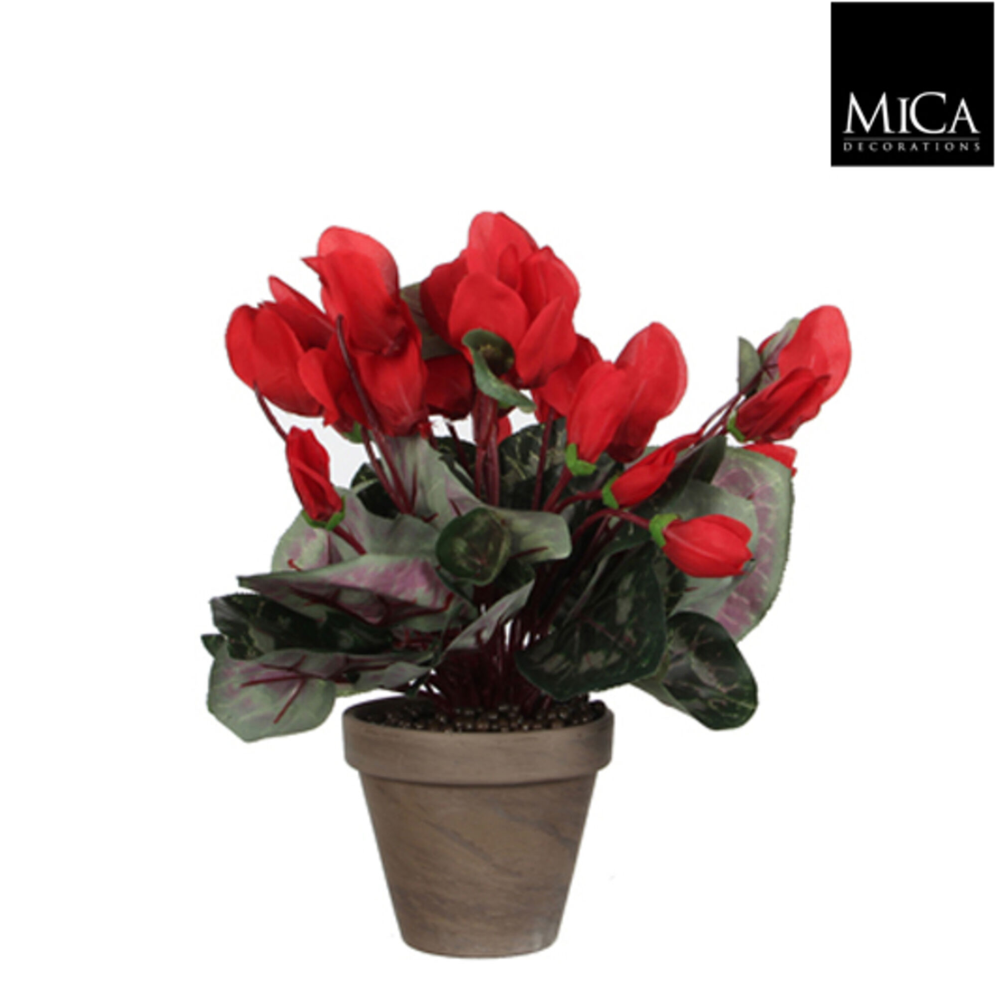 Cyclaam rood in pot Stan grijs d11,5cm