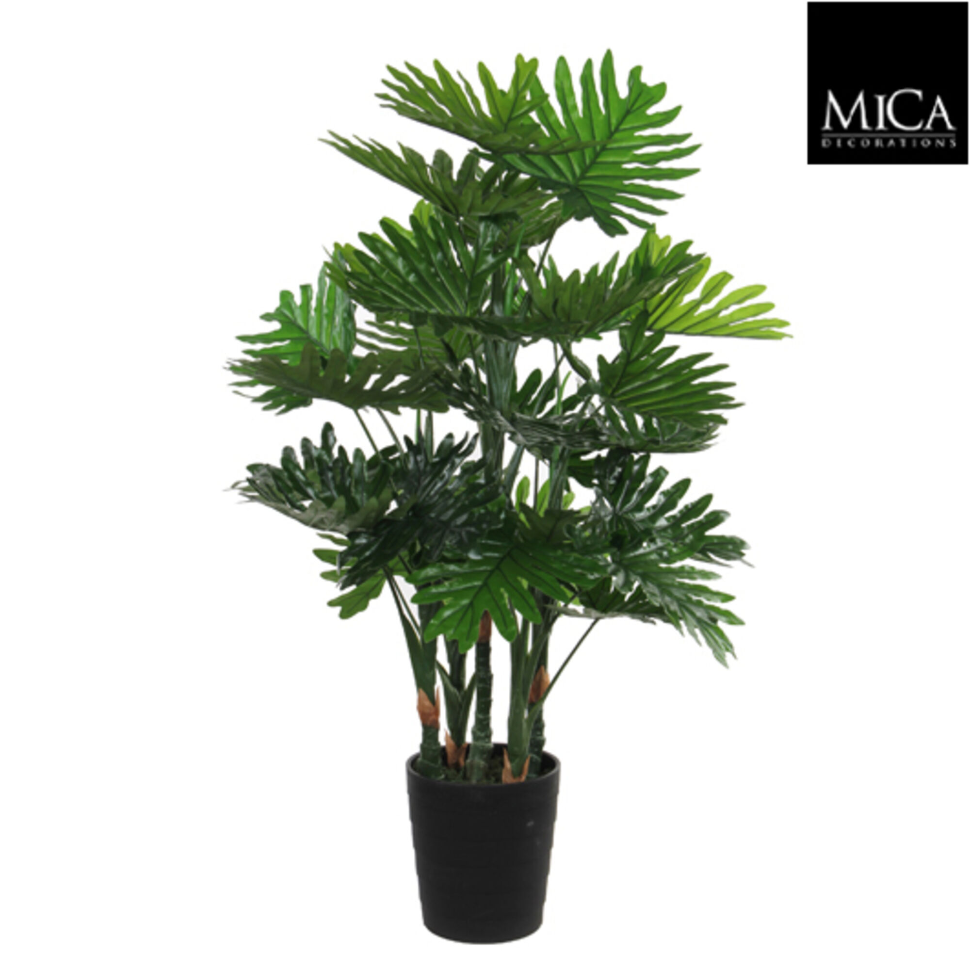Philodendron in plastic pot groen