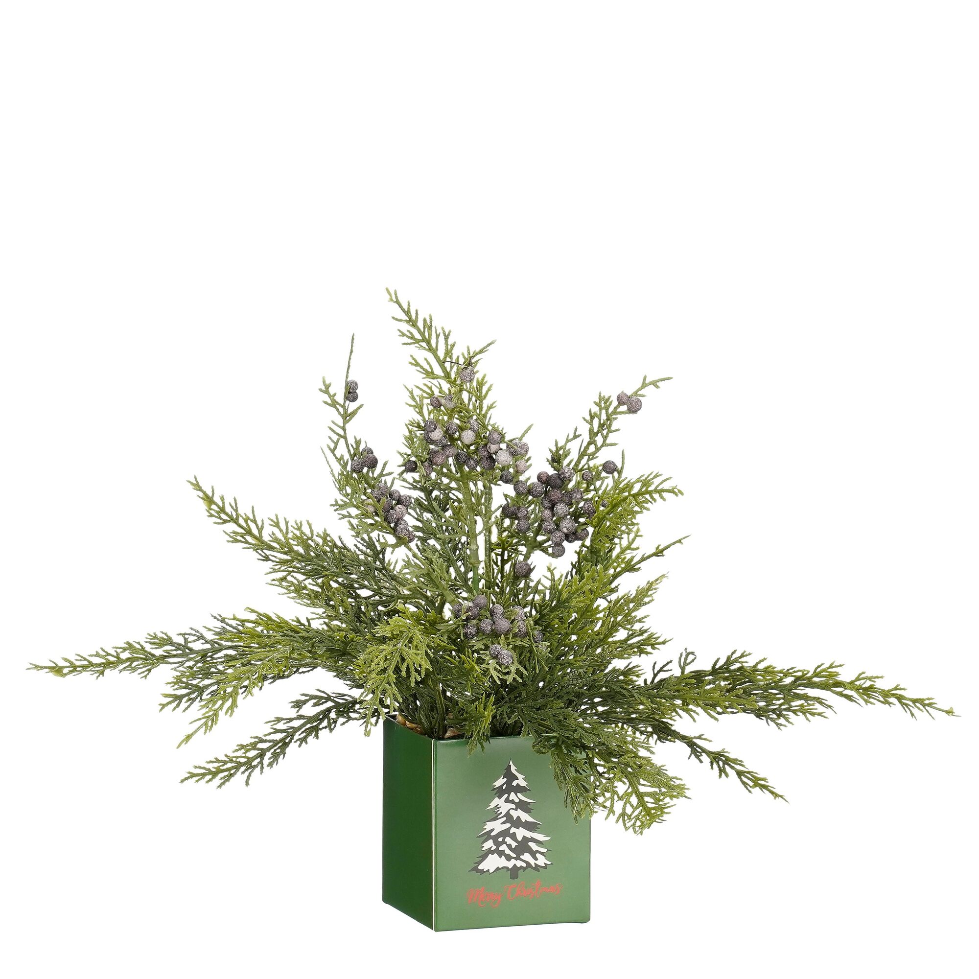 Cypres in pot groen