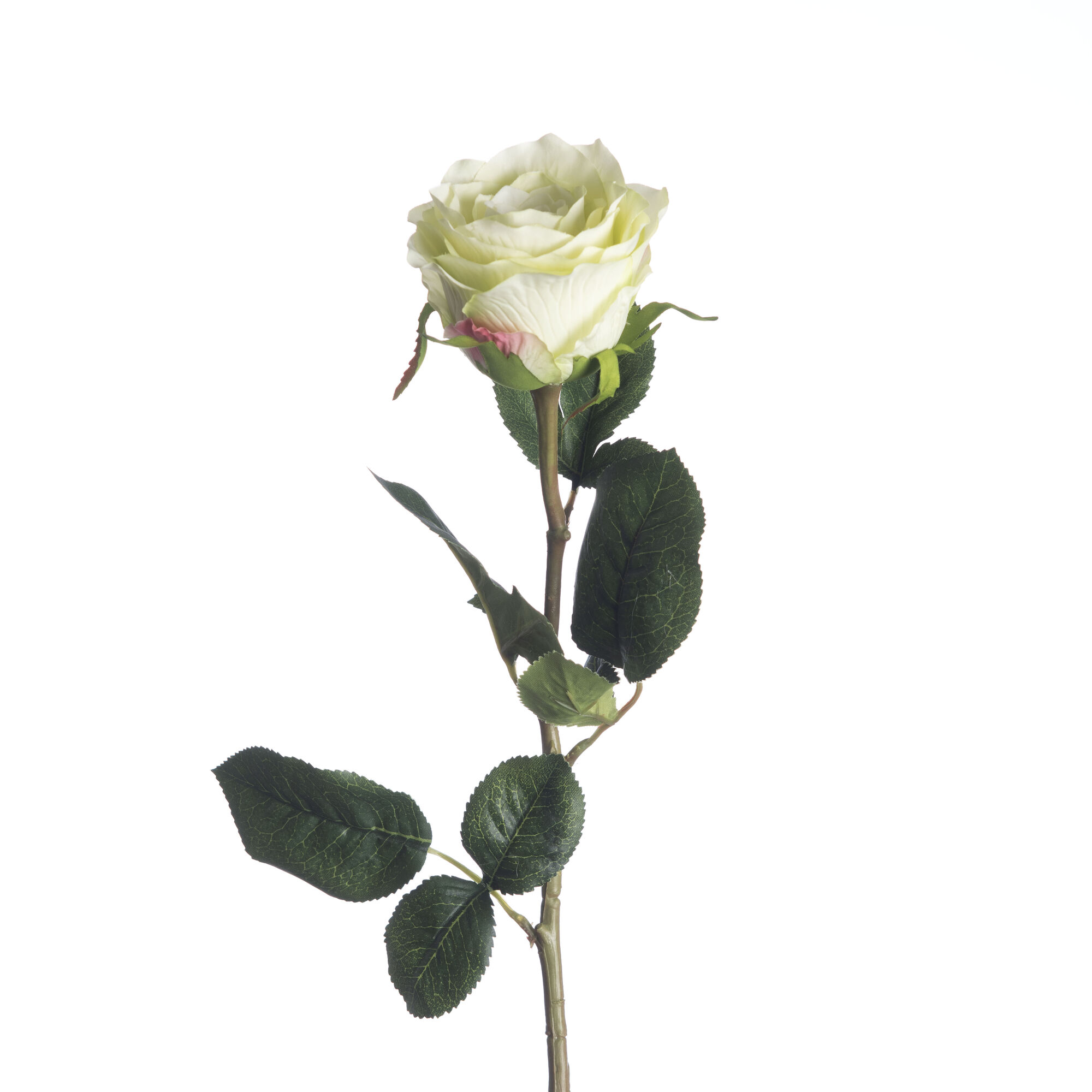 Rosa - Green