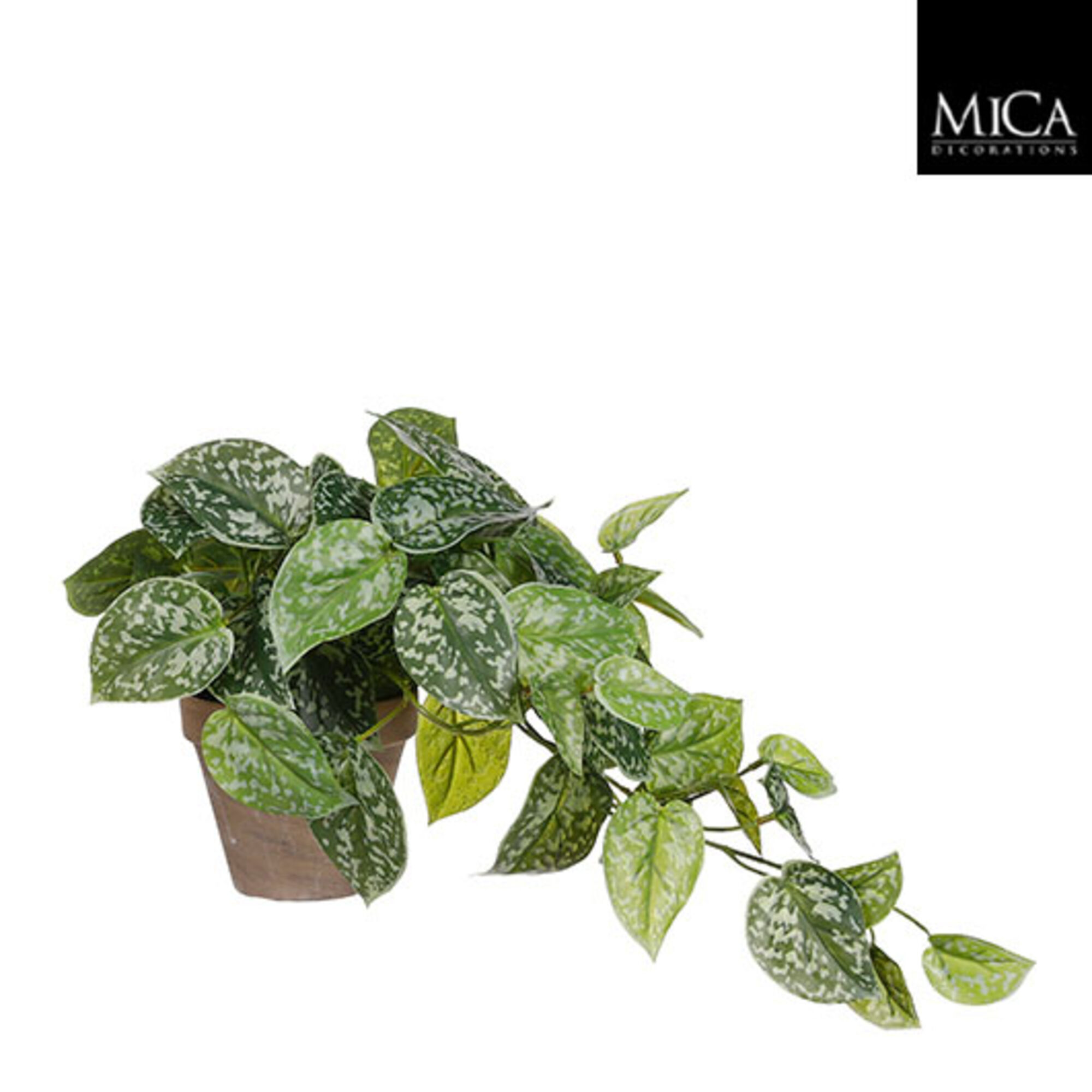 Scindapsus groen in pot Stan grijs d11,5cm
