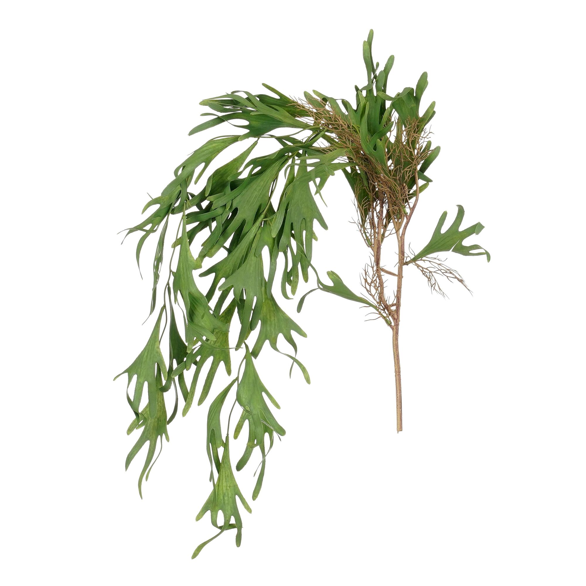 Citronella hangend groen