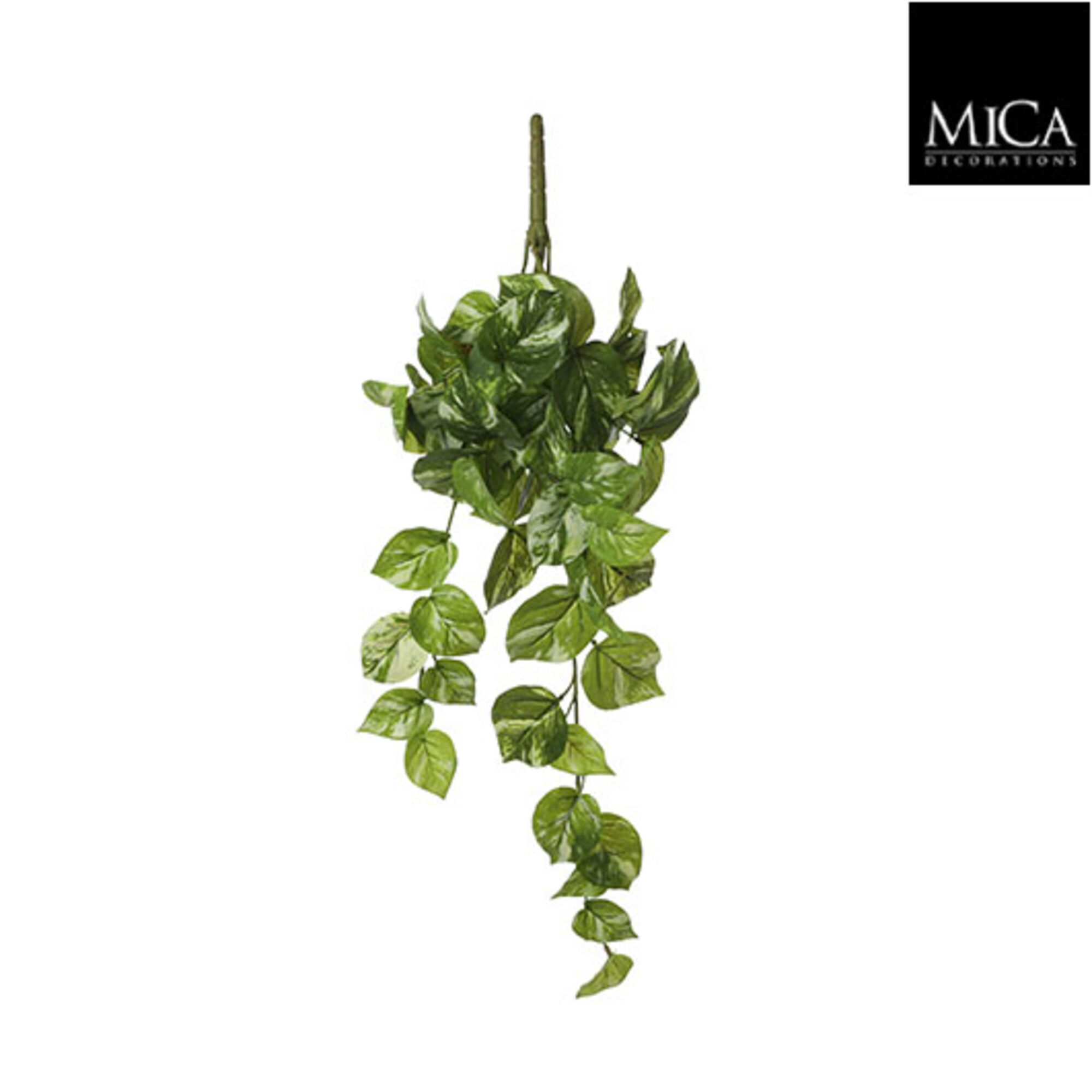Pothos hangend groen