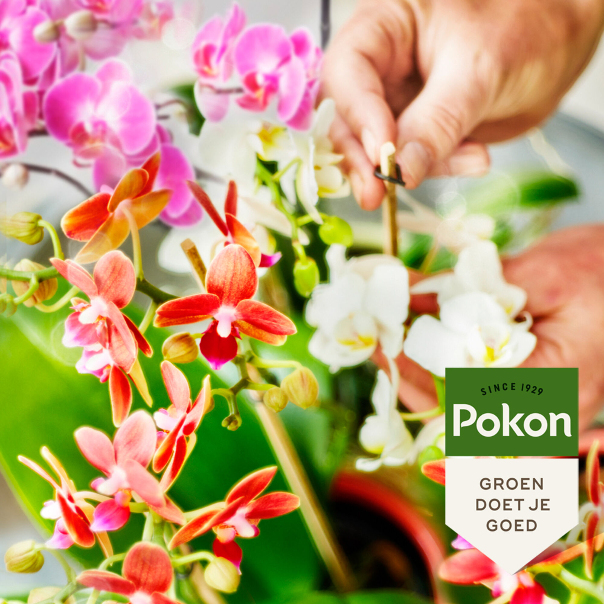 Pokon Bio Orchidee Voeding