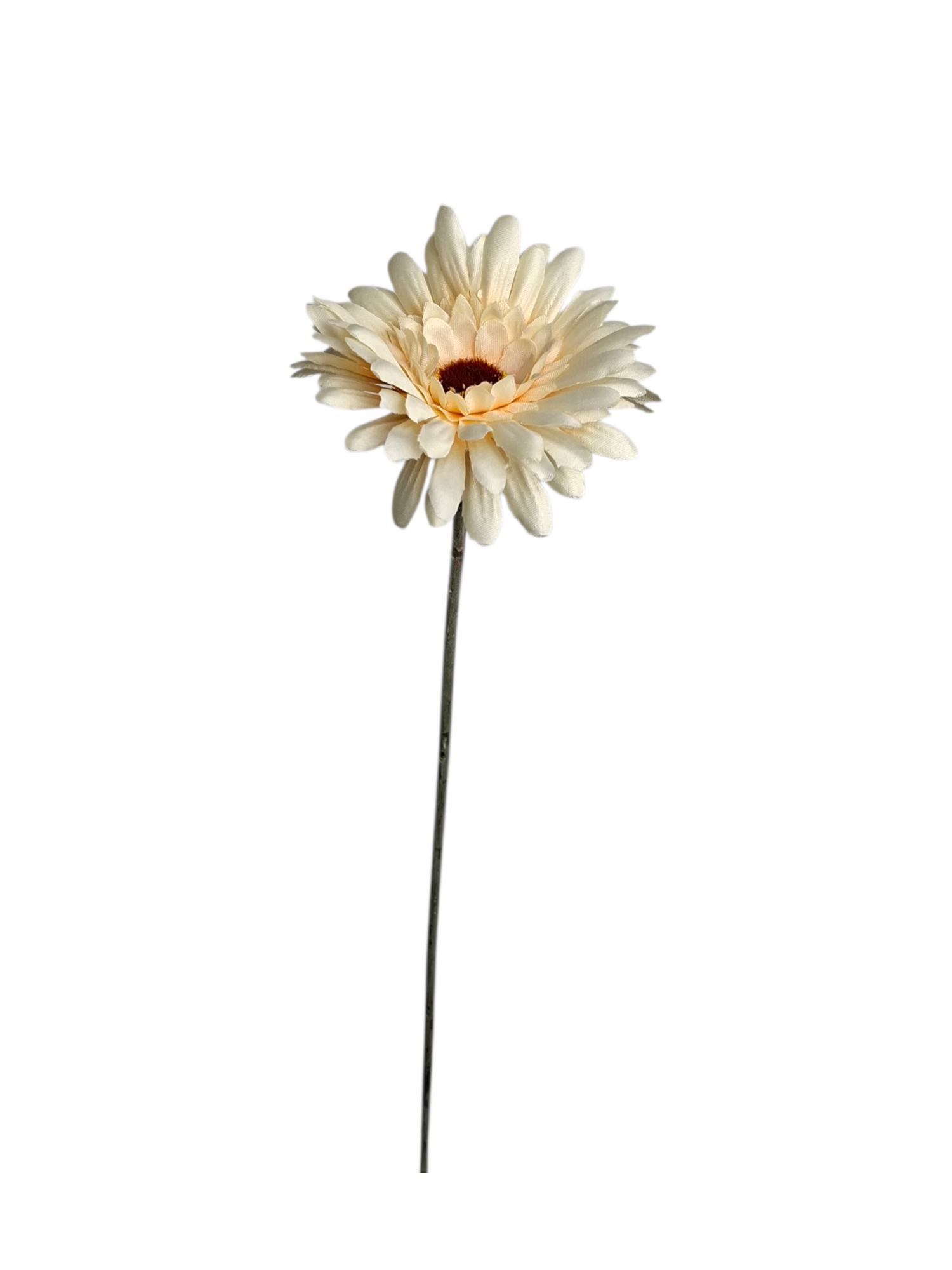 Gerbera - Cream