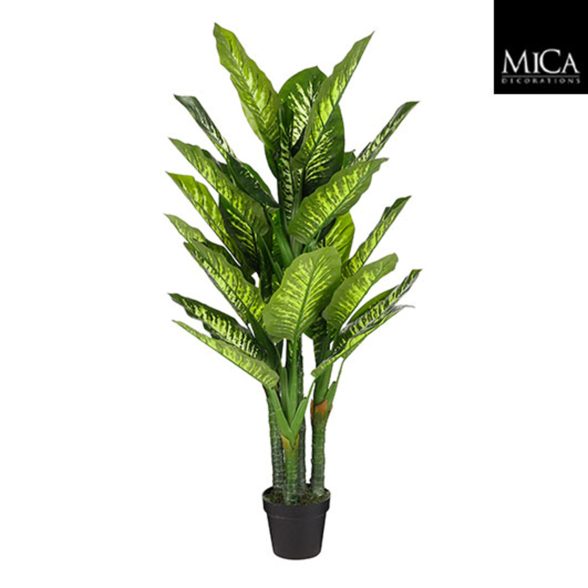 Dieffenbachia in pot groen