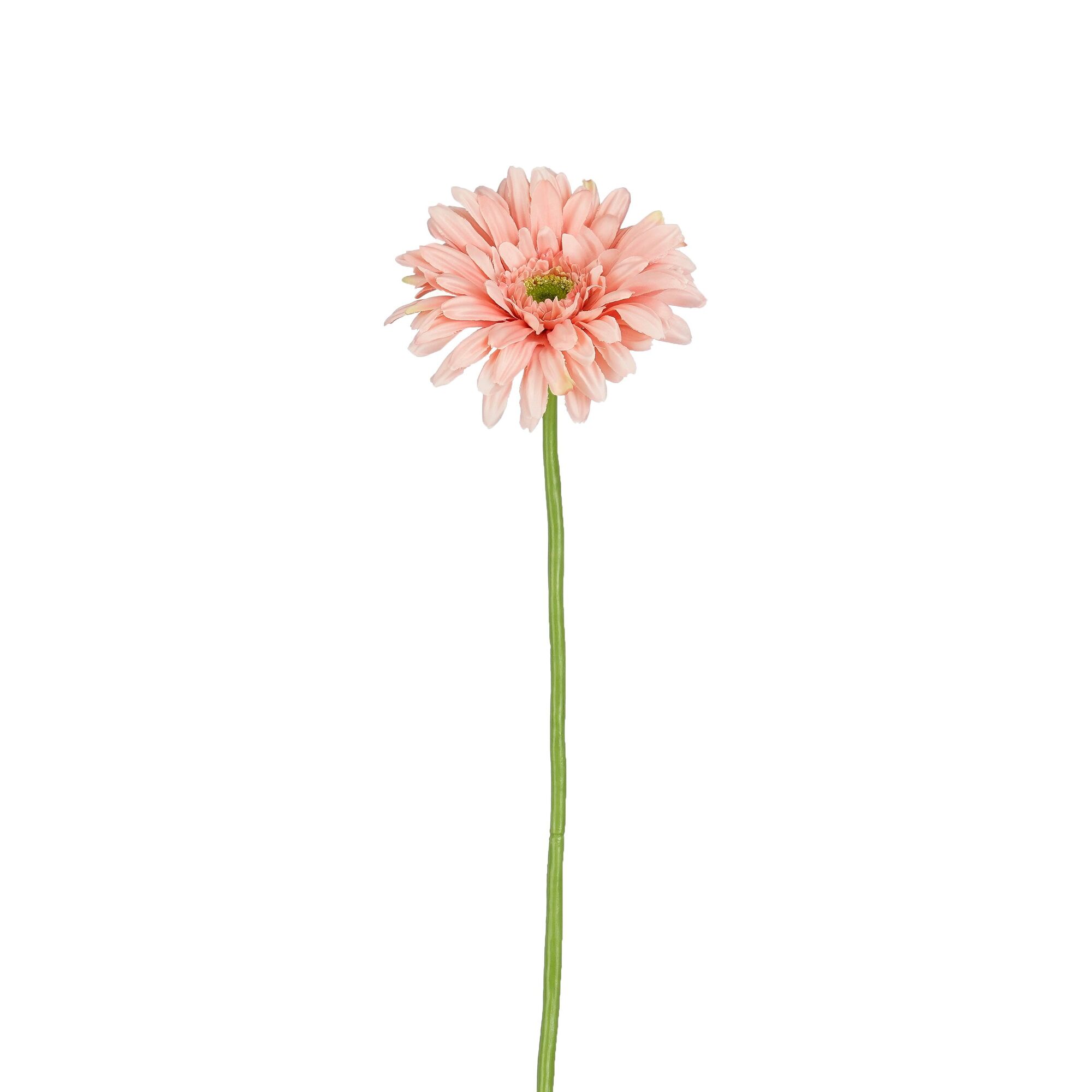 Gerbera roze
