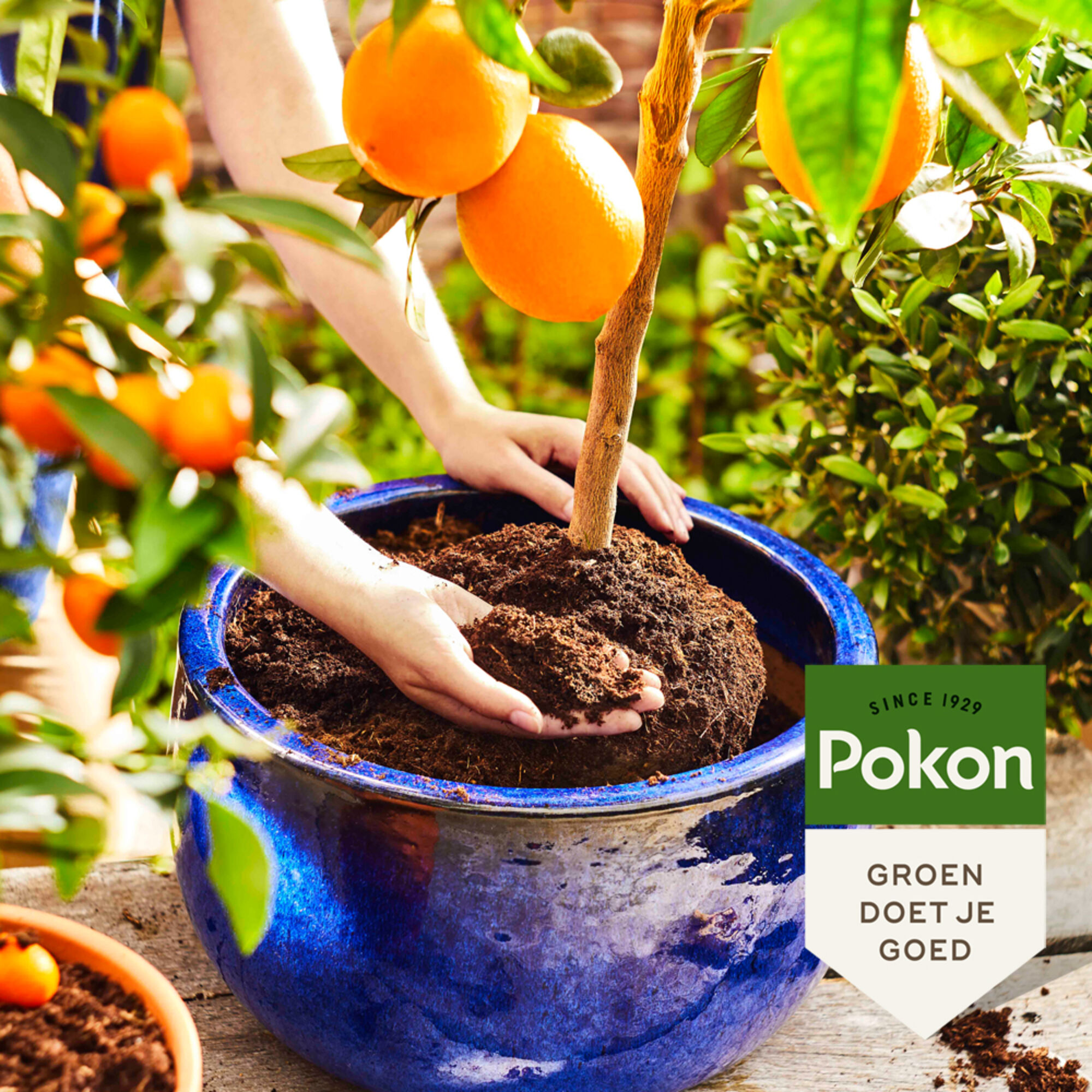 Pokon Bio Mediterrane Potgrond