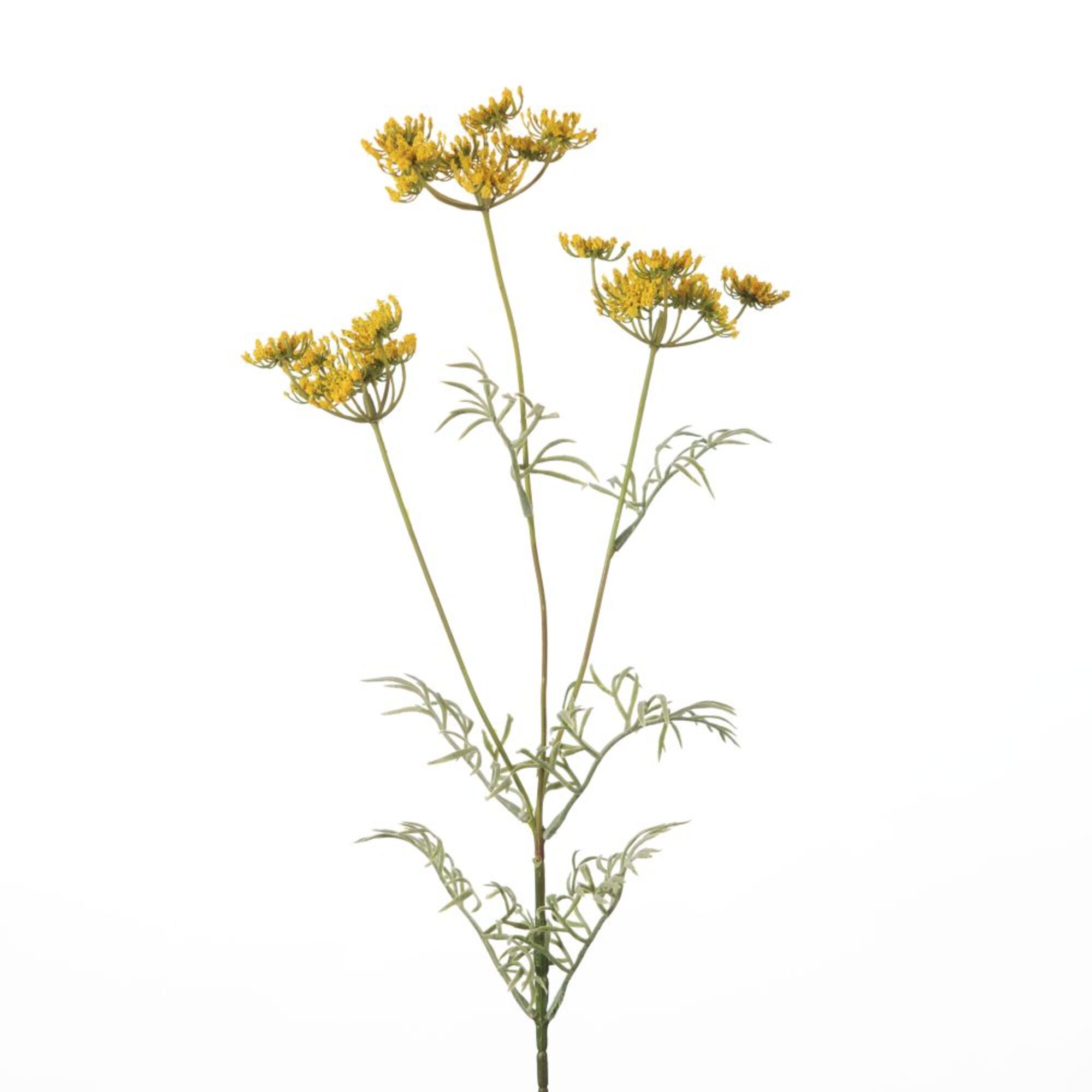 Anethum x3 - Yellow