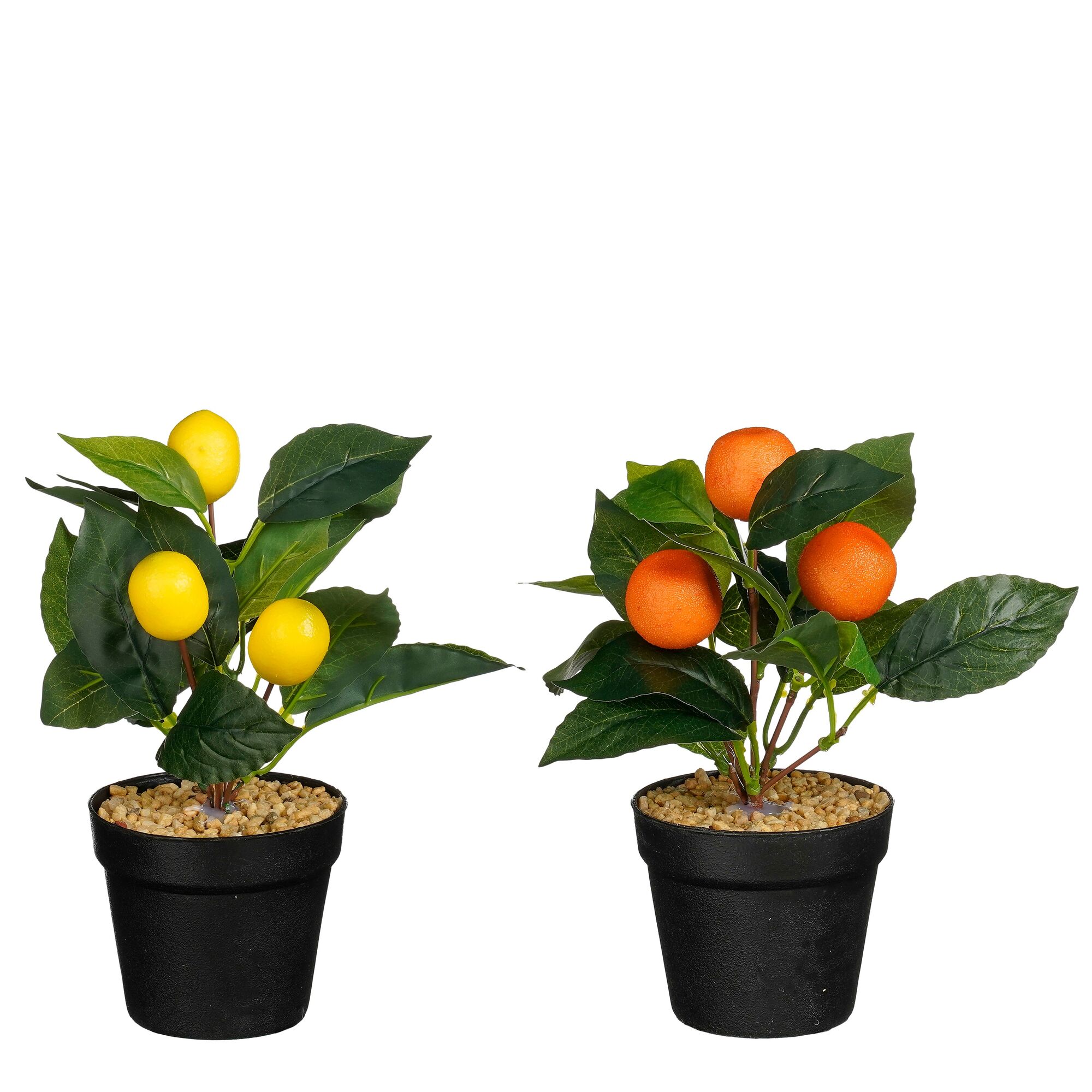 Citroen boom sinaasappelboom in pot oranje geel 2 assorti