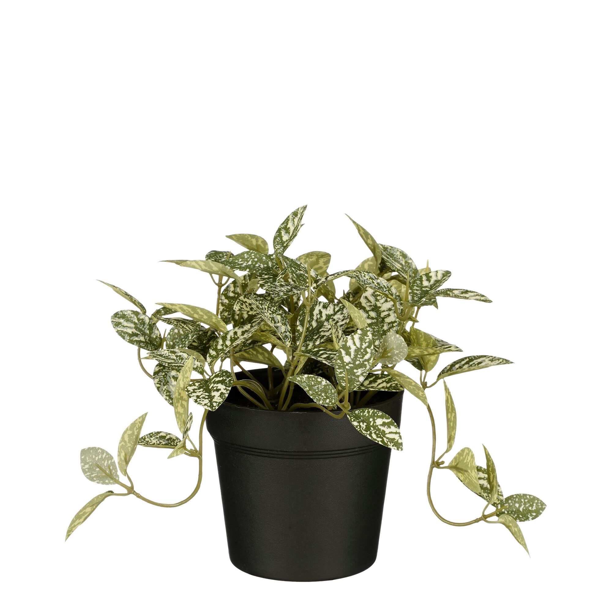Fittonia in pot groen bont