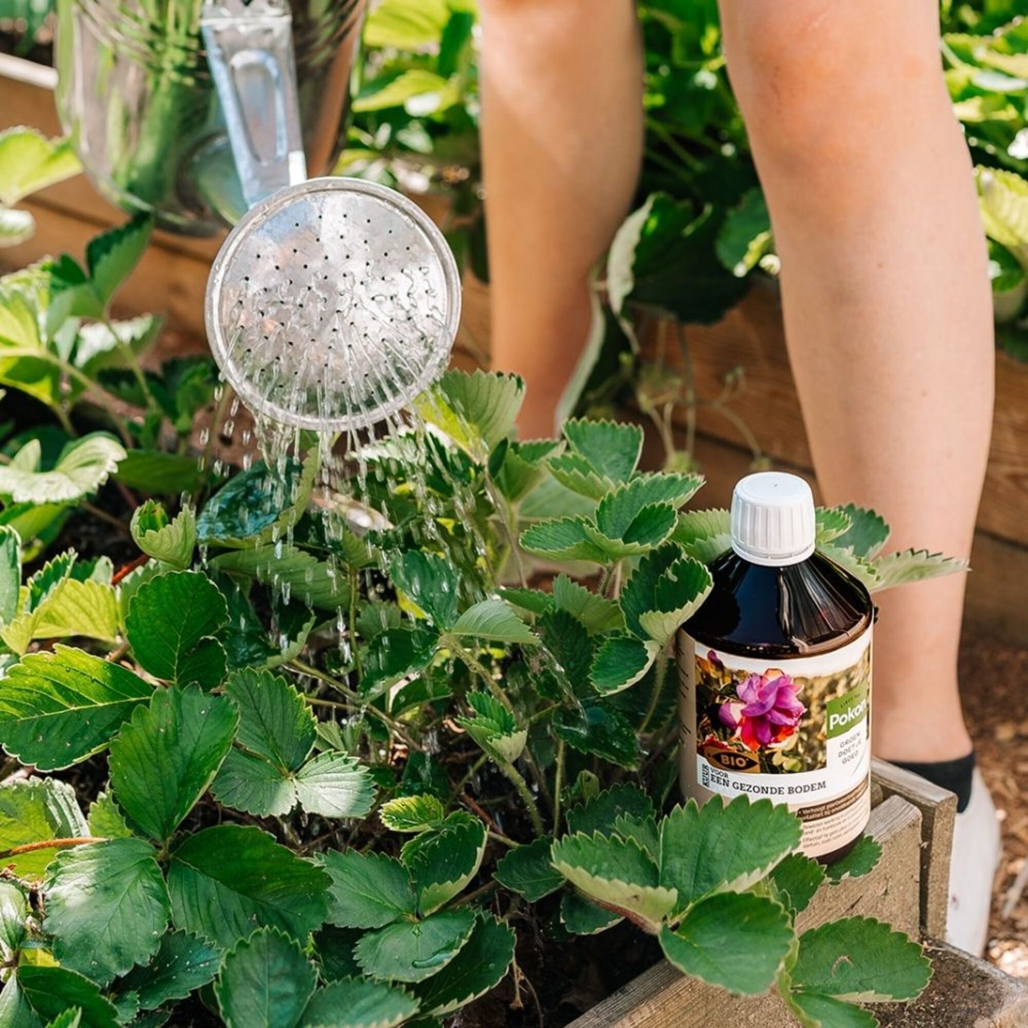 Pokon Bio Kuur voor Weerbare en Gezonde Planten Capsules