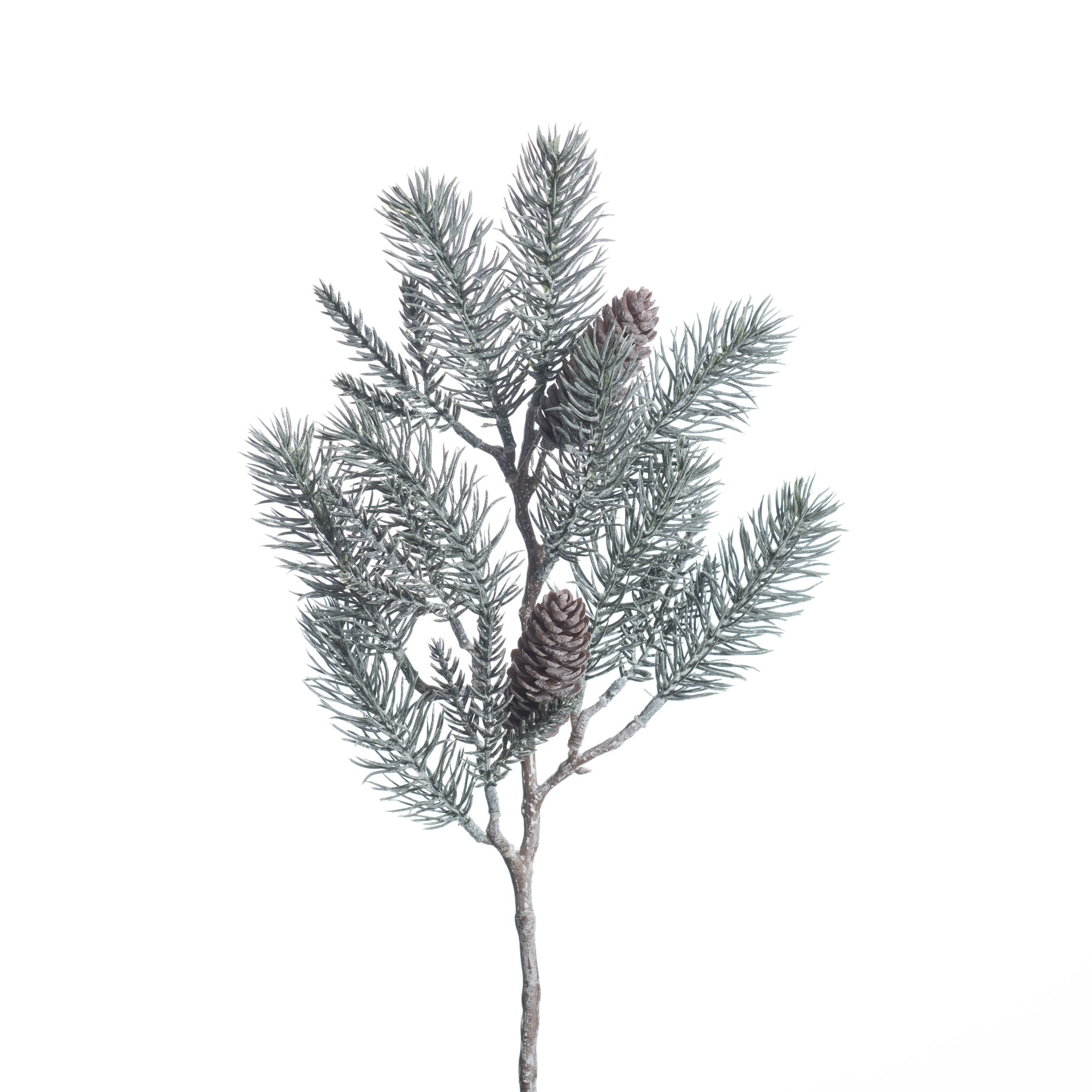 Pine with cone green