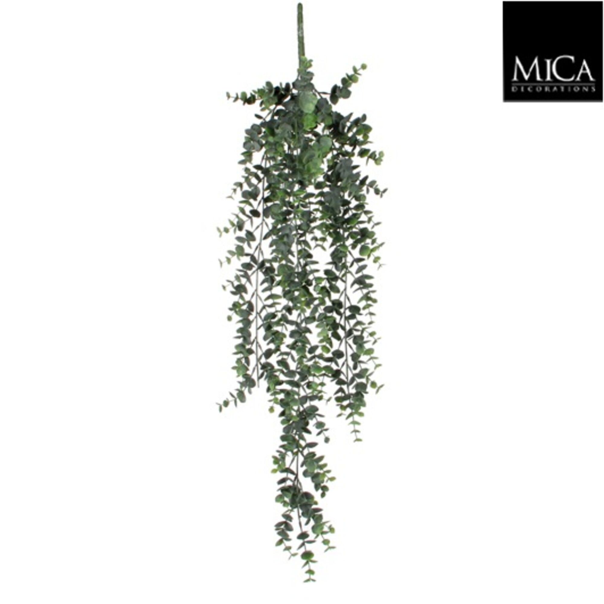 Eucalyptus hangend groen