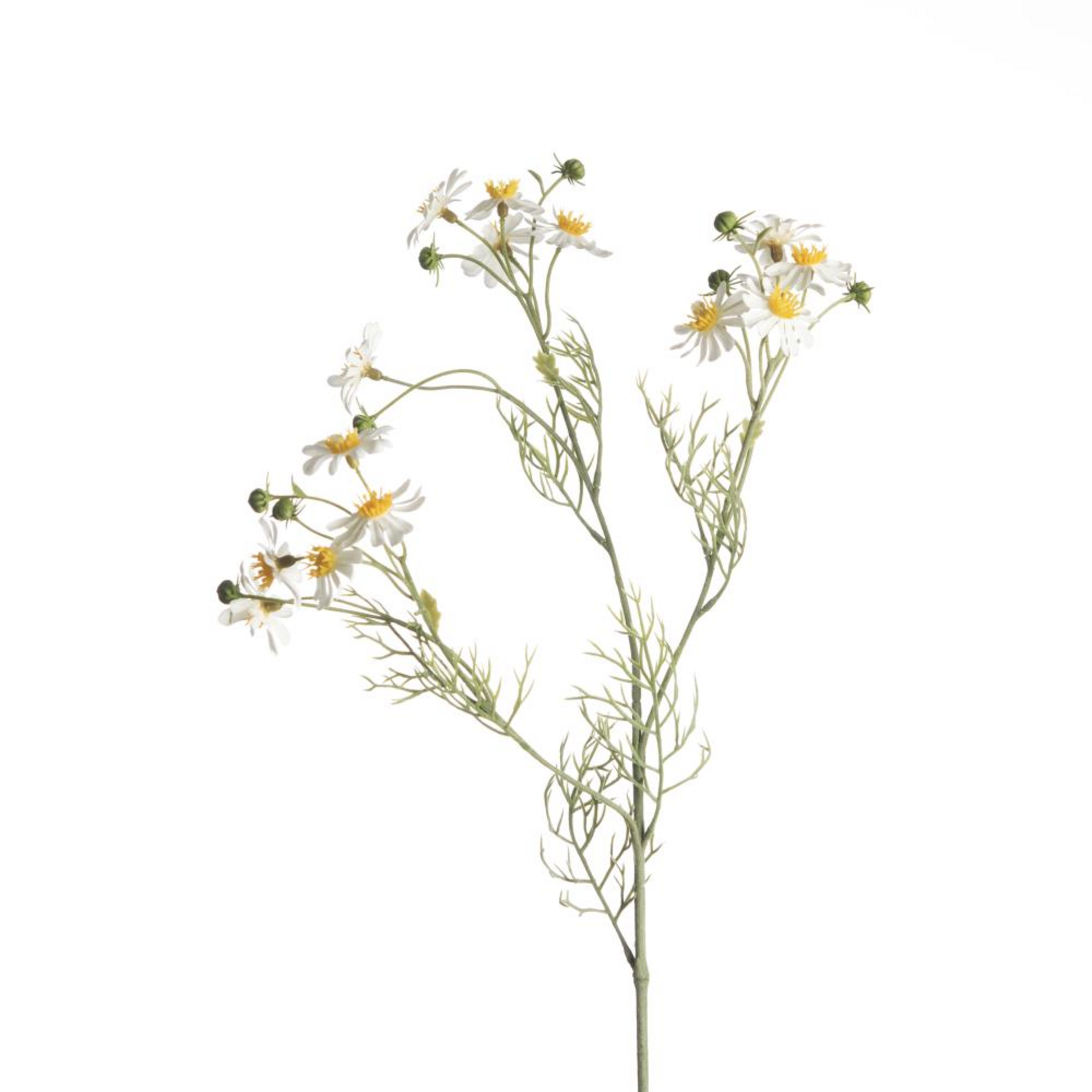 Matricaria Chamomilla - white