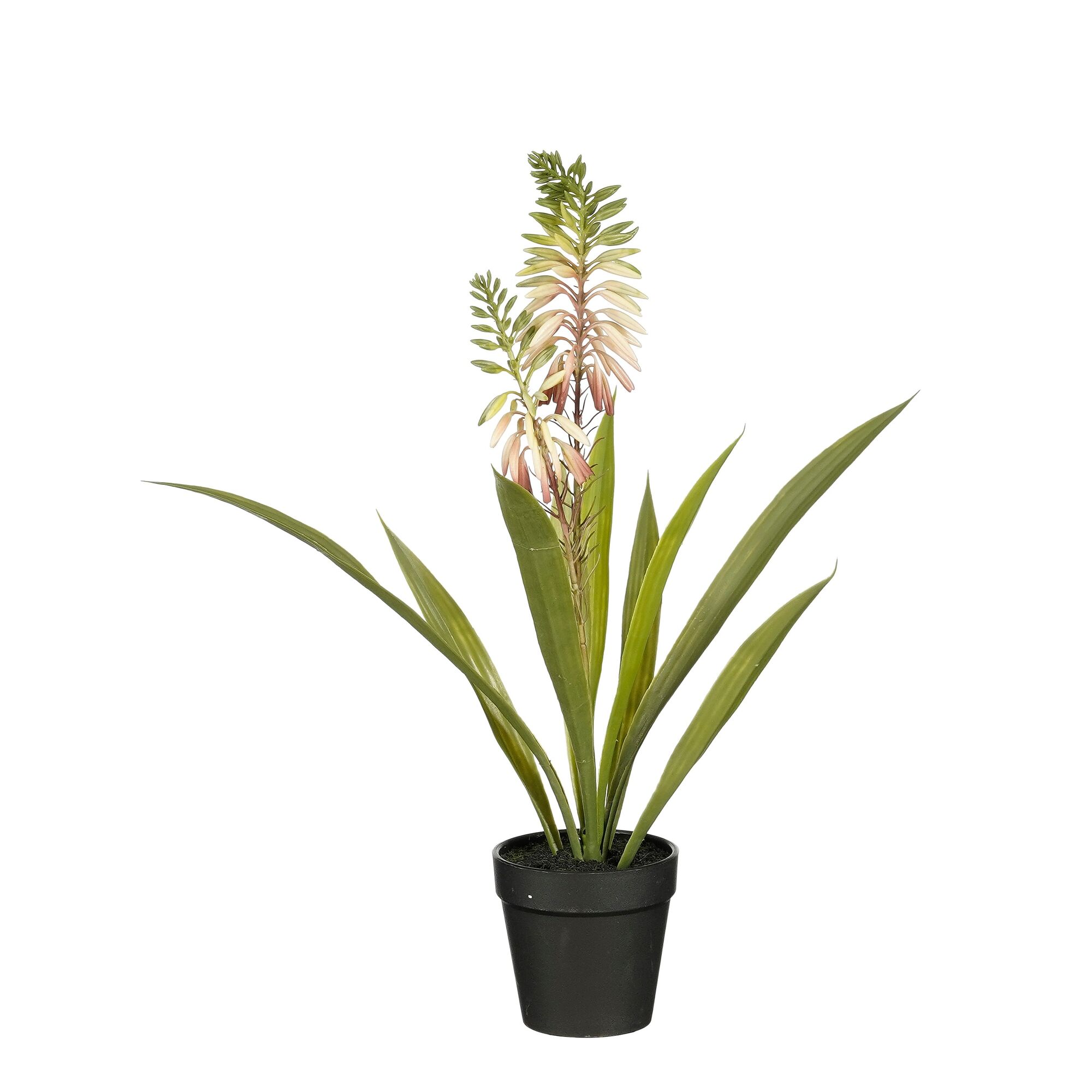 Aloe vera in pot creme